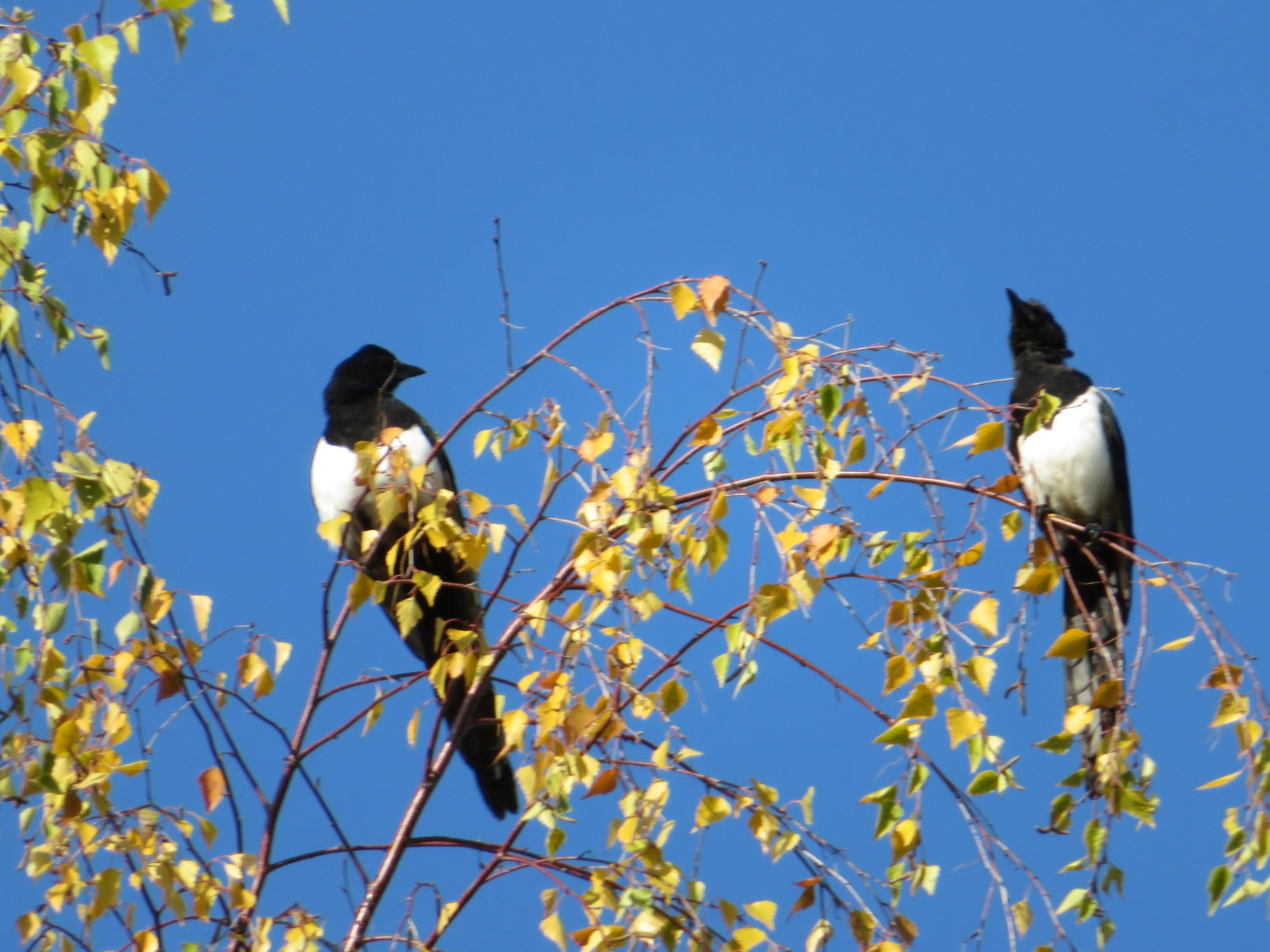 Valokuvaaja: Risto Kangassalo