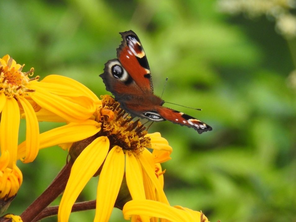 Valokuvaaja: Anne Hartikainen