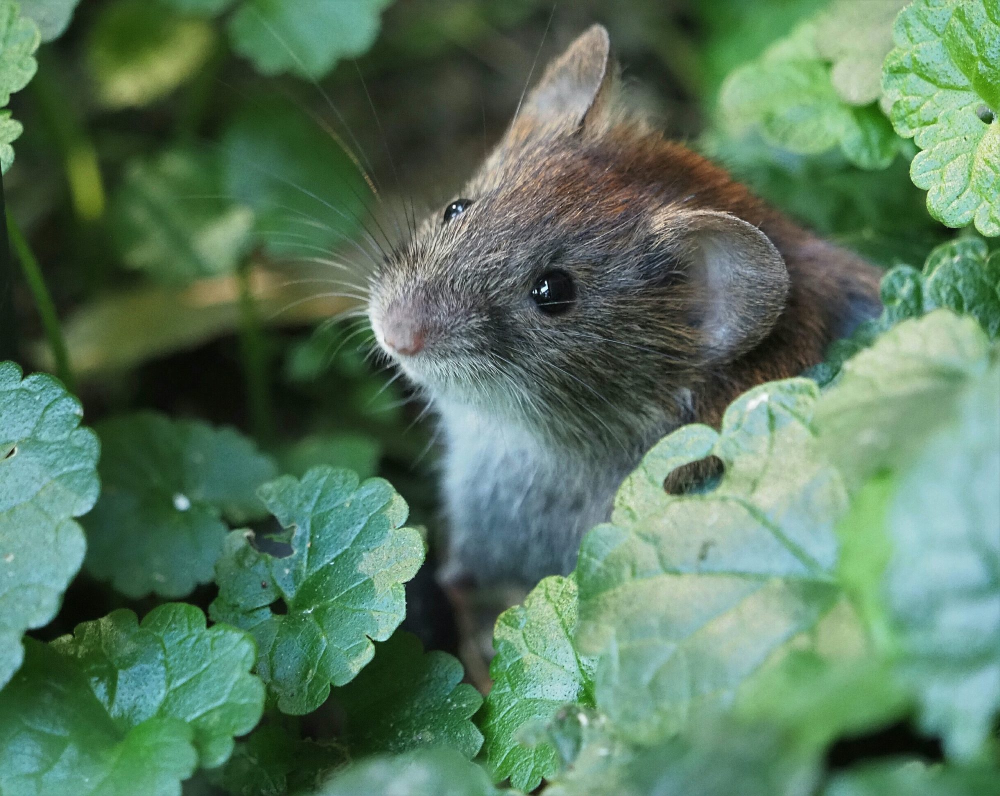 Valokuvaaja: Mikkola Irma