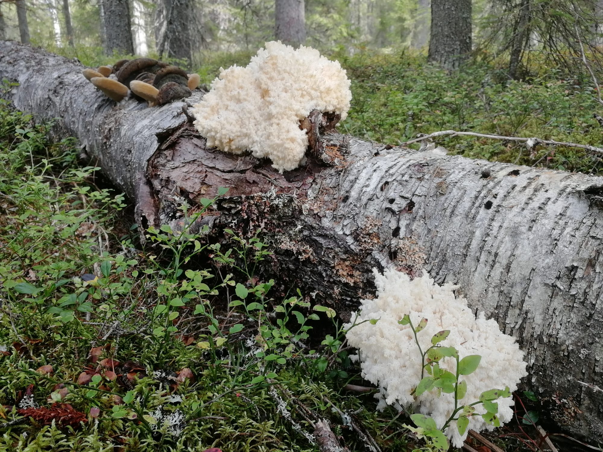 Valokuvaaja: Matti Heikkinen Valokuvaaja: Matti Heikkinen