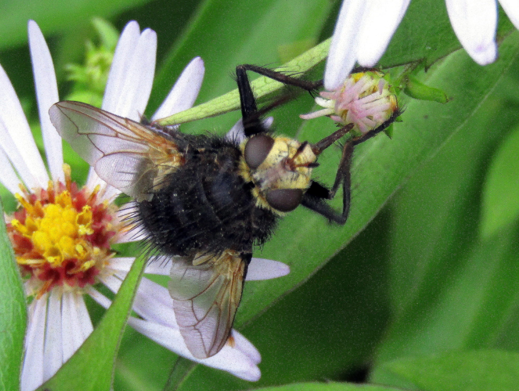 Valokuvaaja: Sirkka Ruotoistenmäki