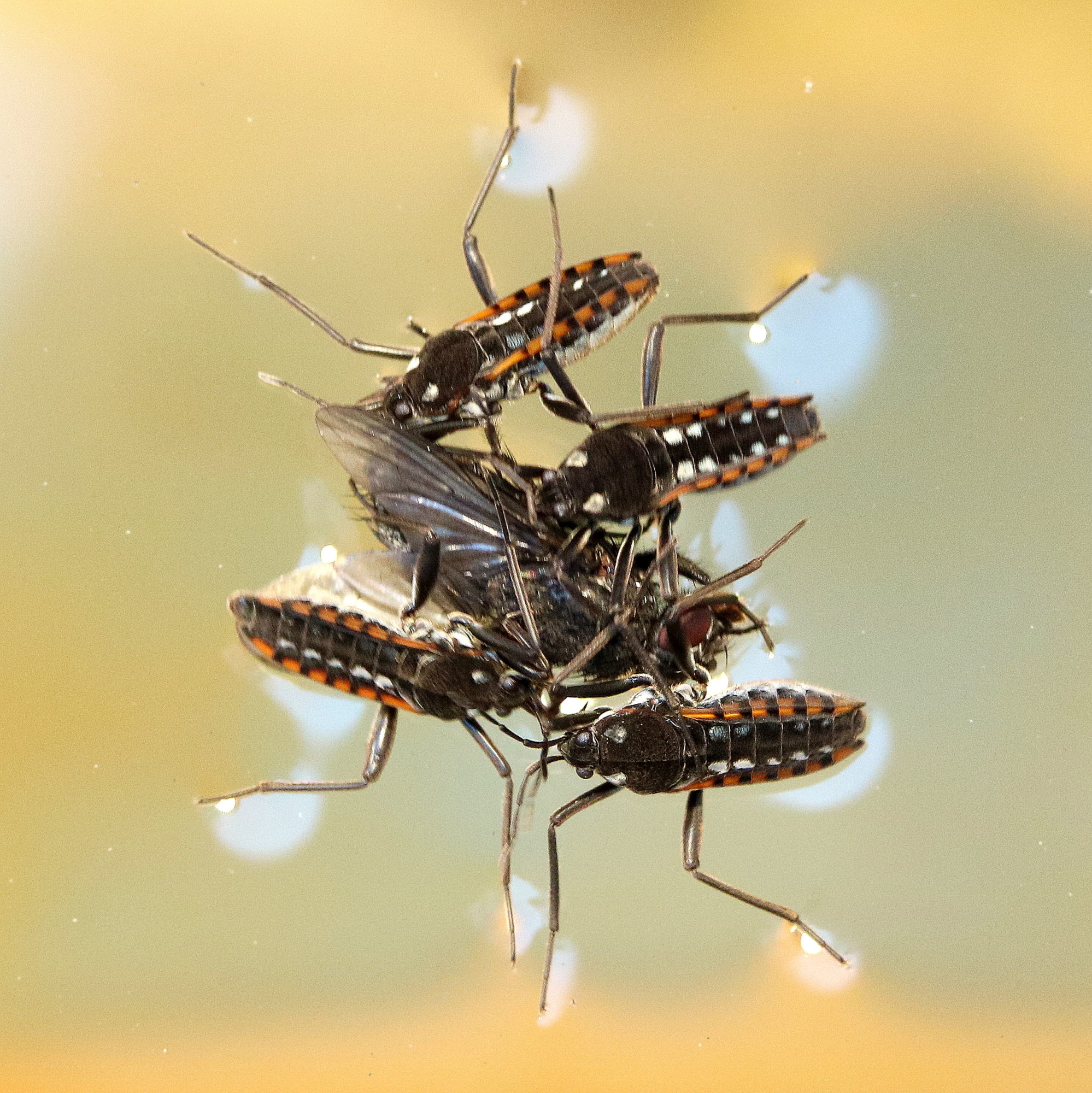 Valokuvaaja: hannu Rasiranta