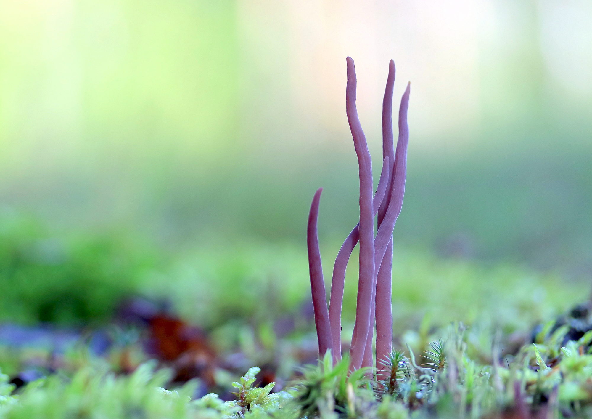 Valokuvaaja: hannu Rasiranta Valokuvaaja: hannu Rasiranta