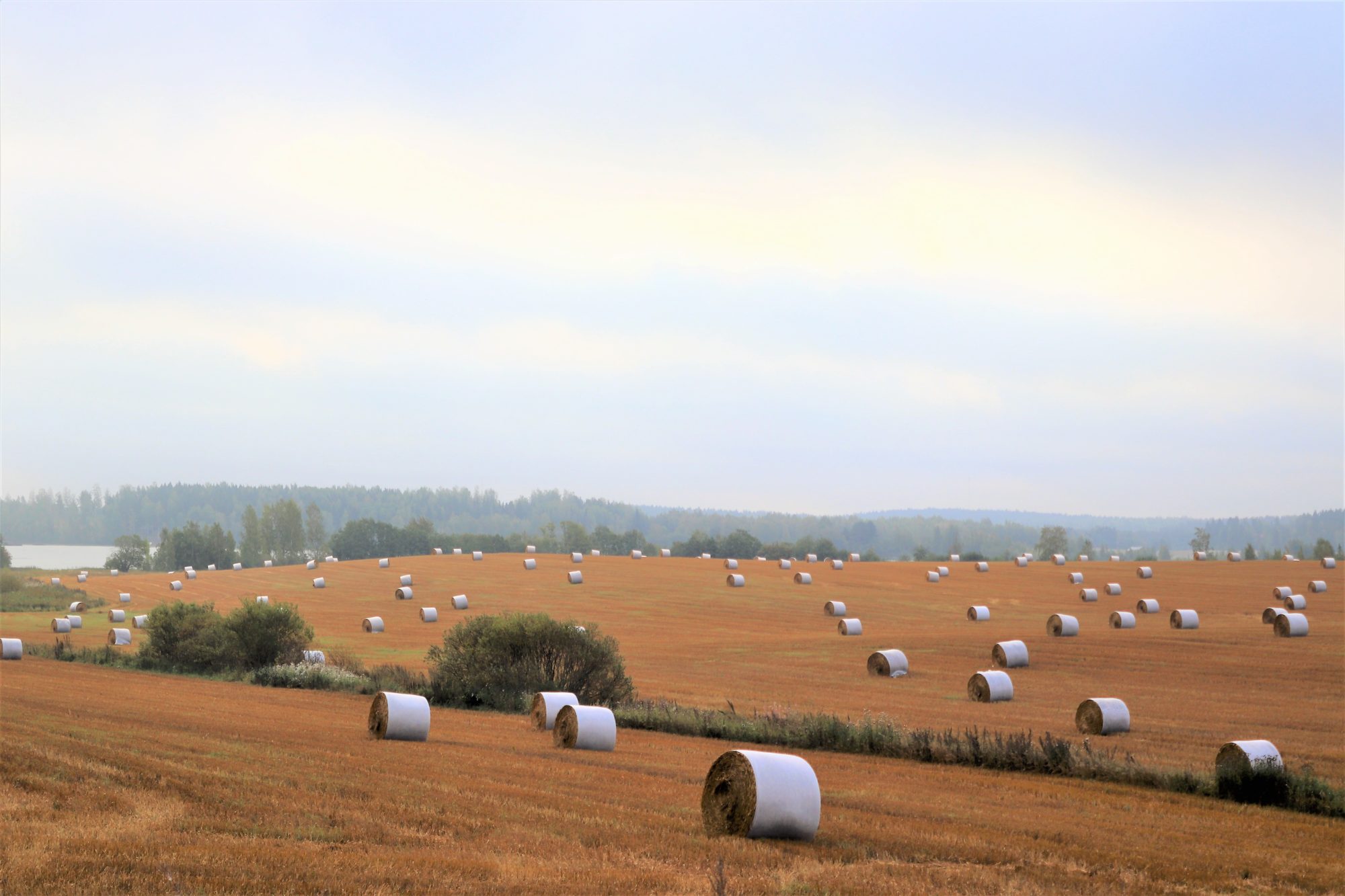 Valokuvaaja: Irja Lehtinen Valokuvaaja: Irja Lehtinen