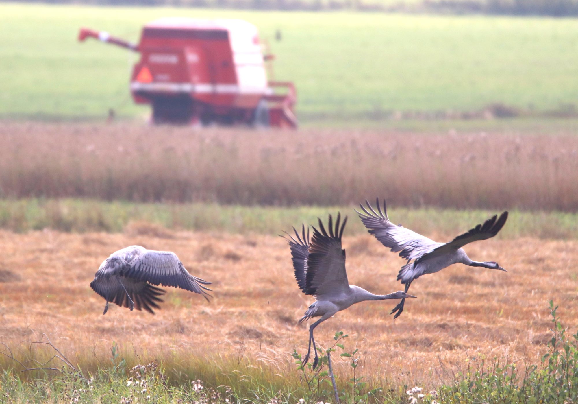 Valokuvaaja: Irja Lehtinen