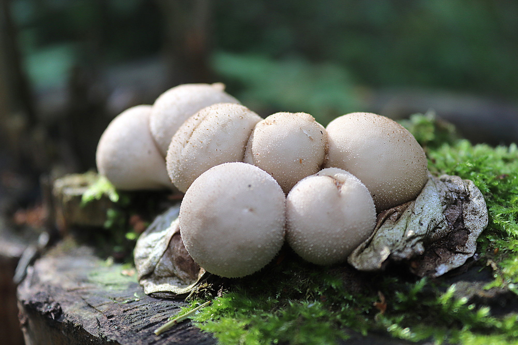 Valokuvaaja: Irja Lehtinen