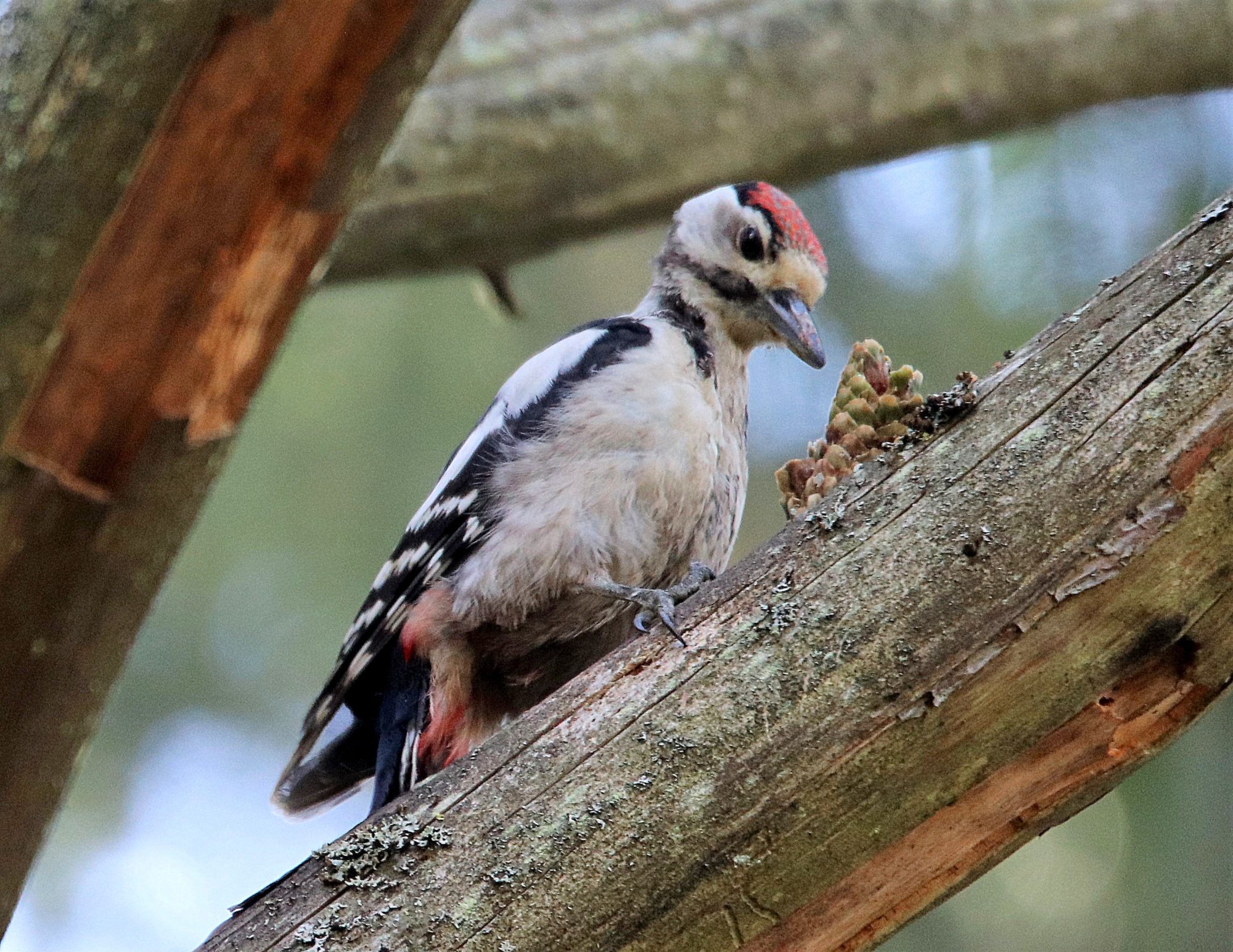 Valokuvaaja: Irja Lehtinen