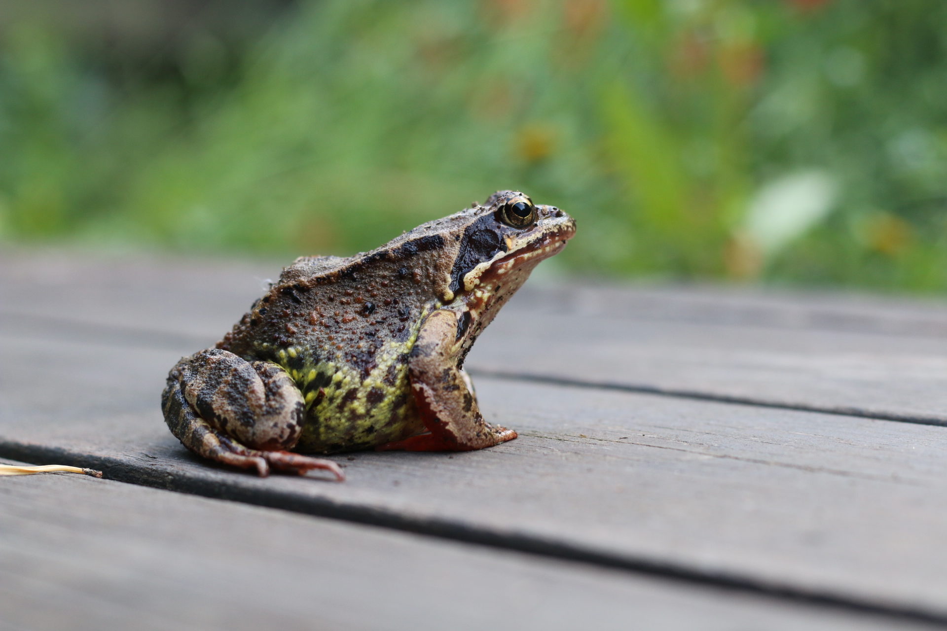 Valokuvaaja: Teija Järvenpää