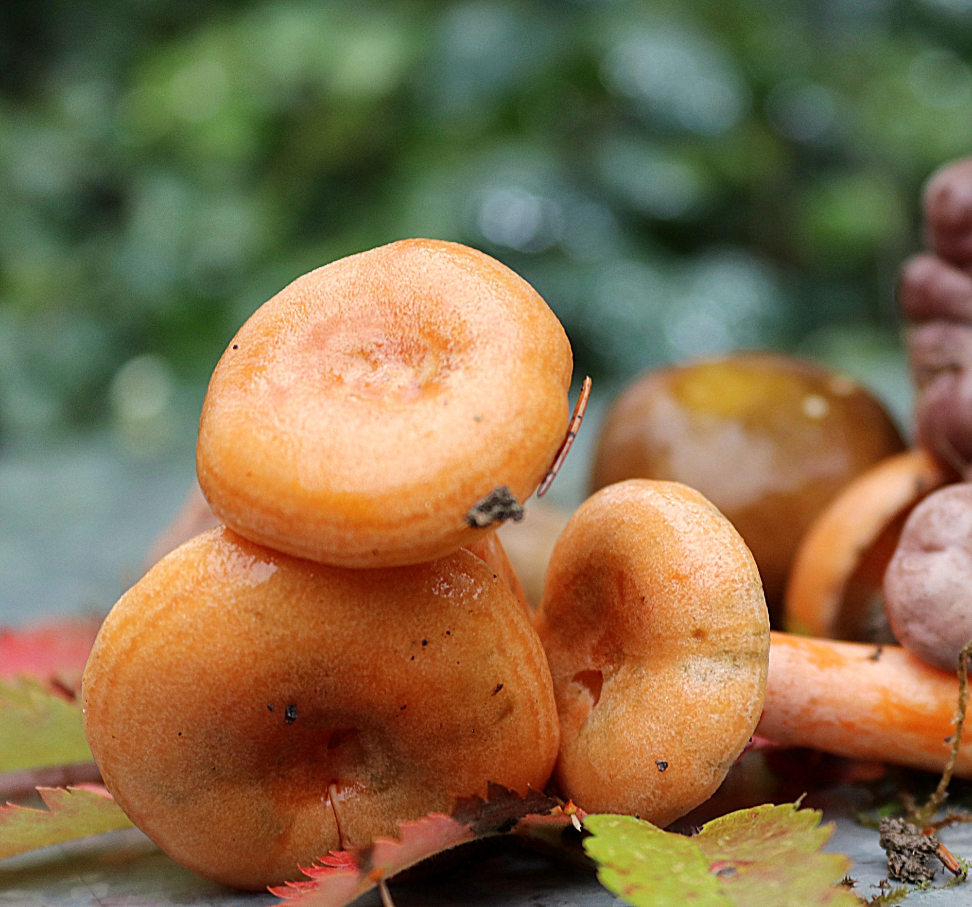 Valokuvaaja: Irja Lehtinen