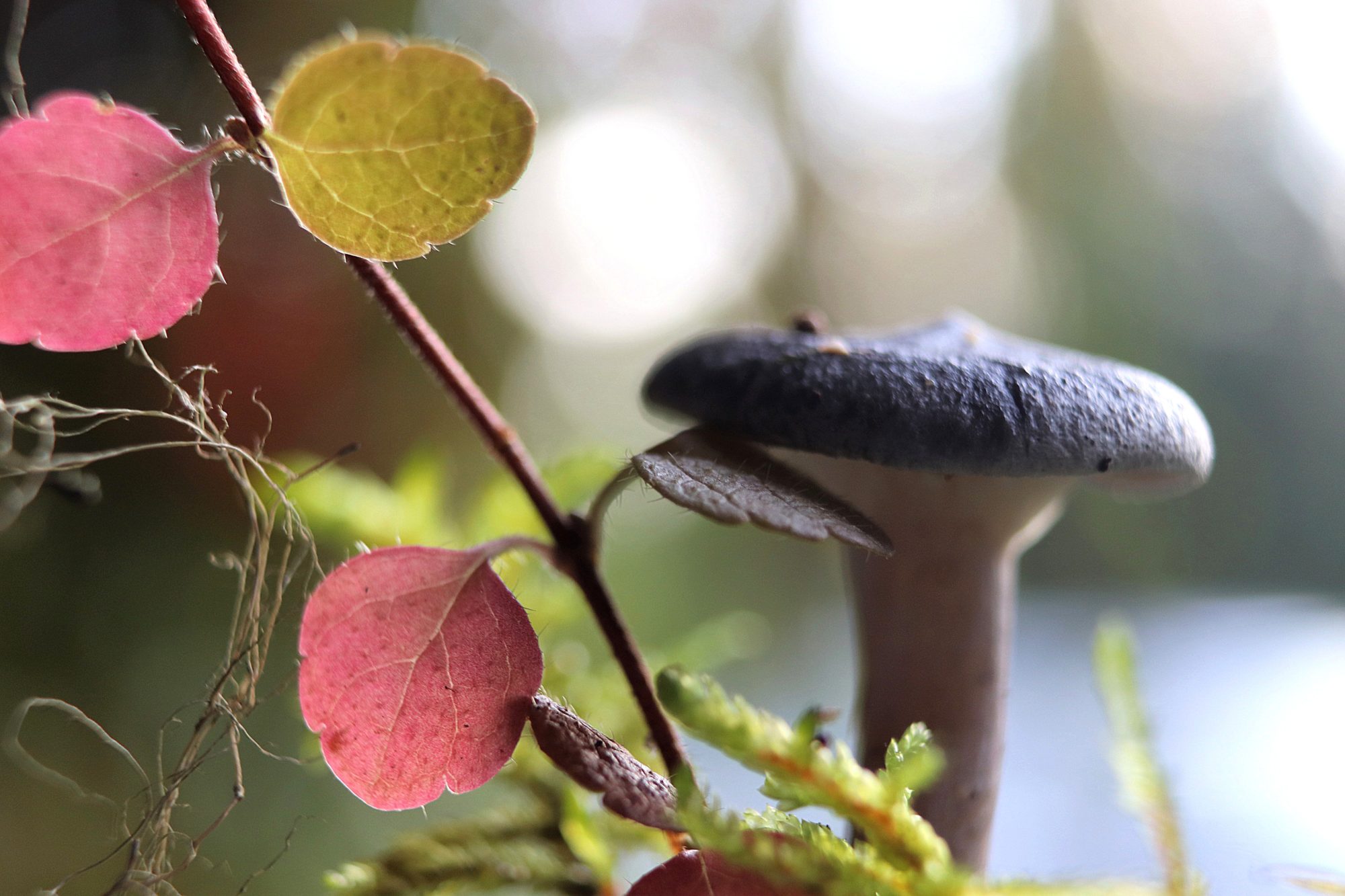 Valokuvaaja: Irja Lehtinen