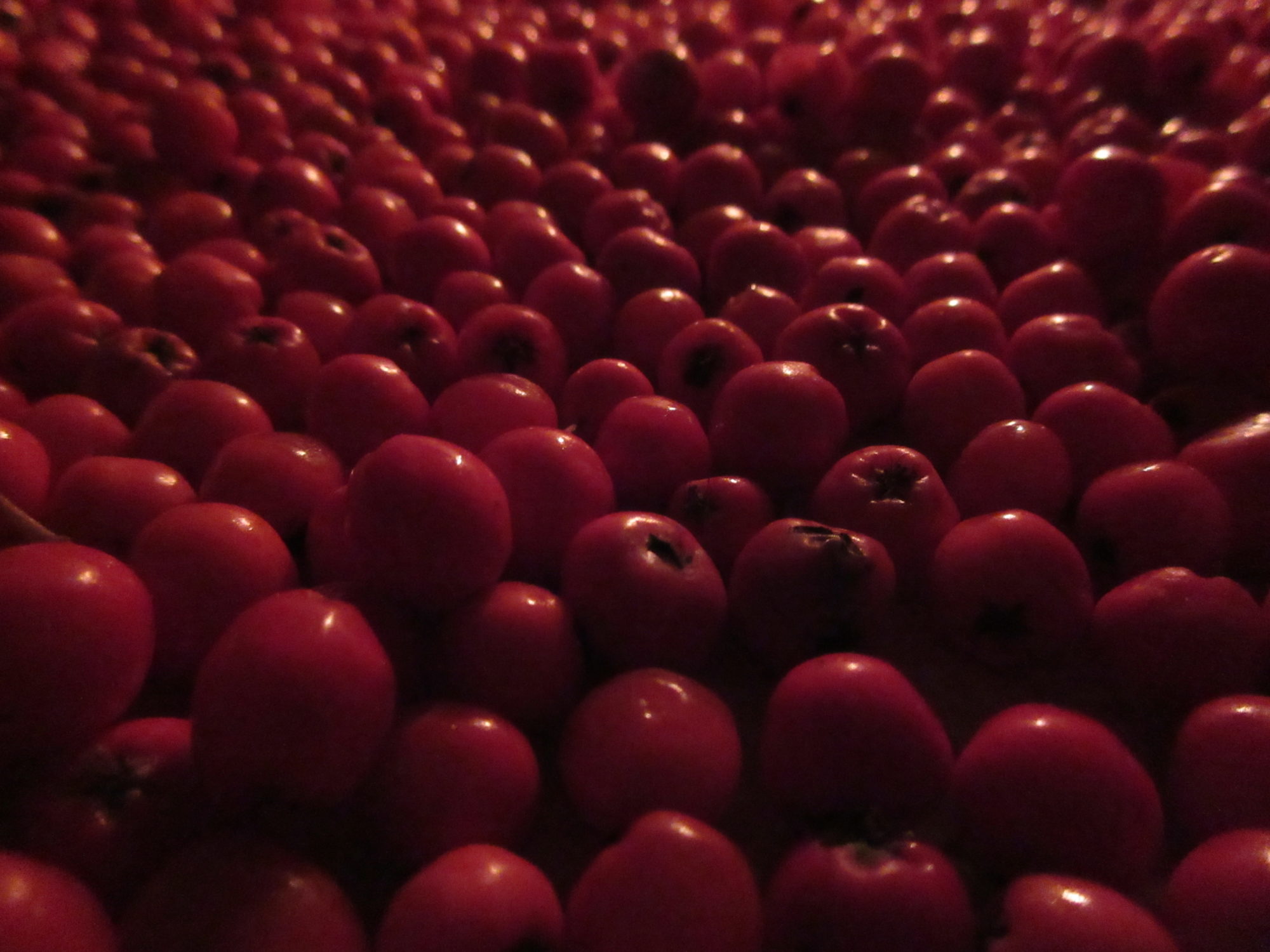 Valokuvaaja: Terttu Rantanen Valokuvaaja: Terttu Rantanen