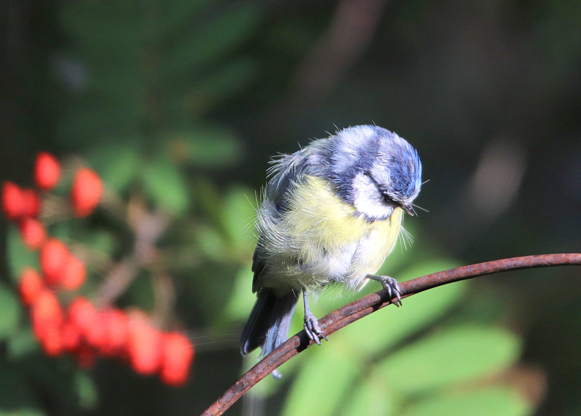 Valokuvaaja: Irja Lehtinen