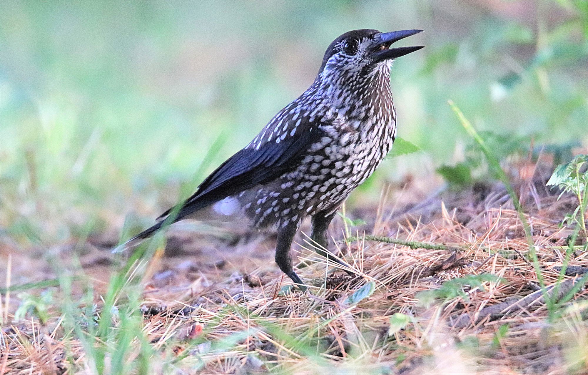 Valokuvaaja: Irja Lehtinen Valokuvaaja: Irja Lehtinen