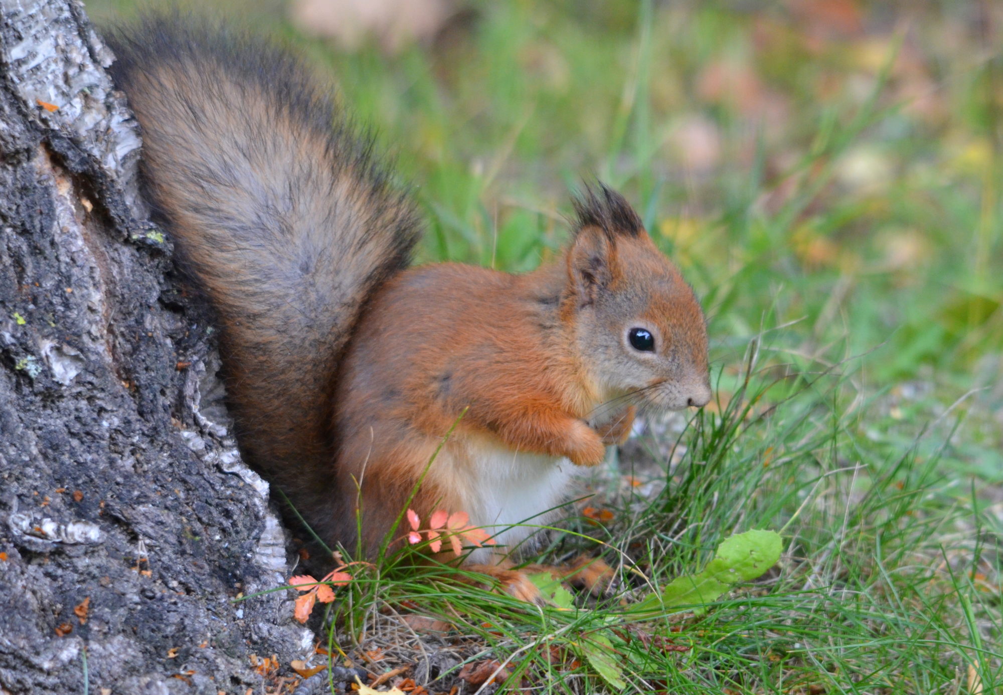 Valokuvaaja: Kaarlo Asikainen