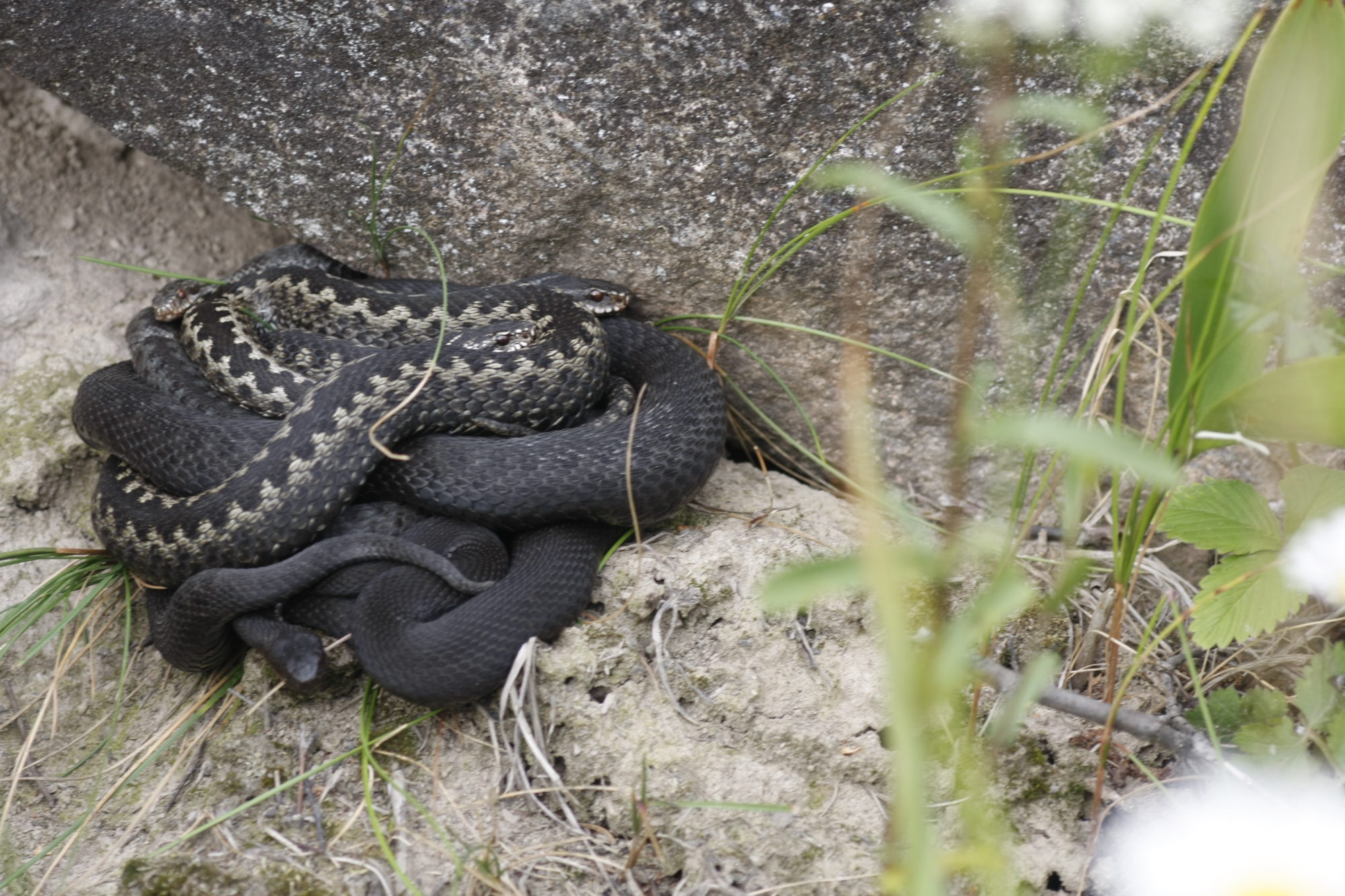 Valokuvaaja: Ali Koivuniemi