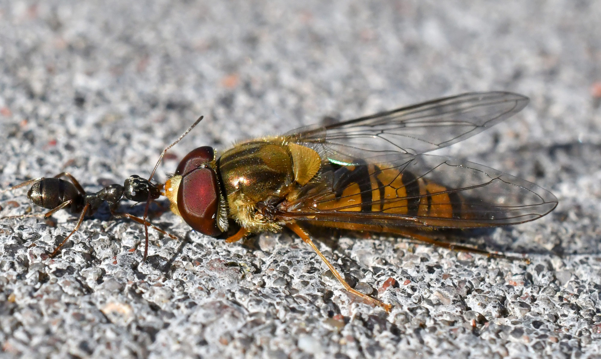 Valokuvaaja: Matti Manninen