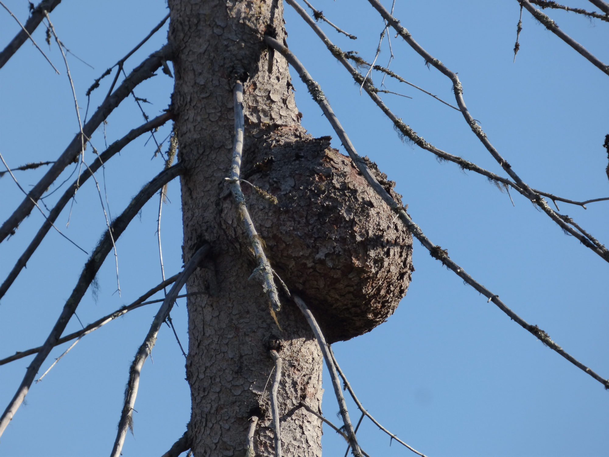 Valokuvaaja: hannu rissanen