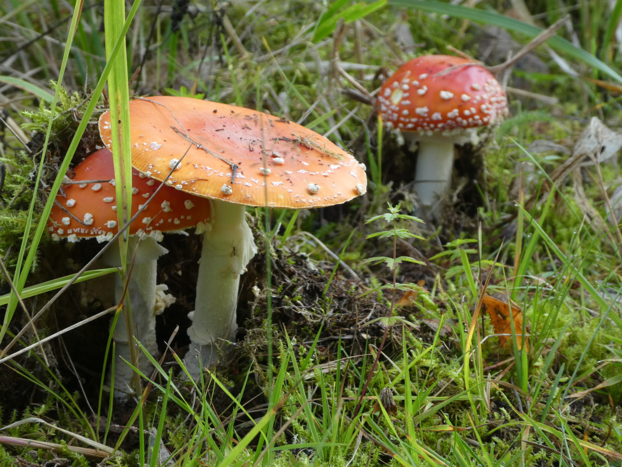 Valokuvaaja: Anja Mustamaa