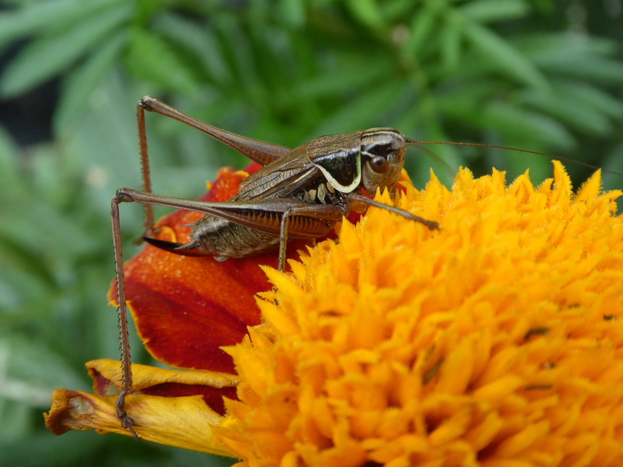 Valokuvaaja: Anja Mustamaa