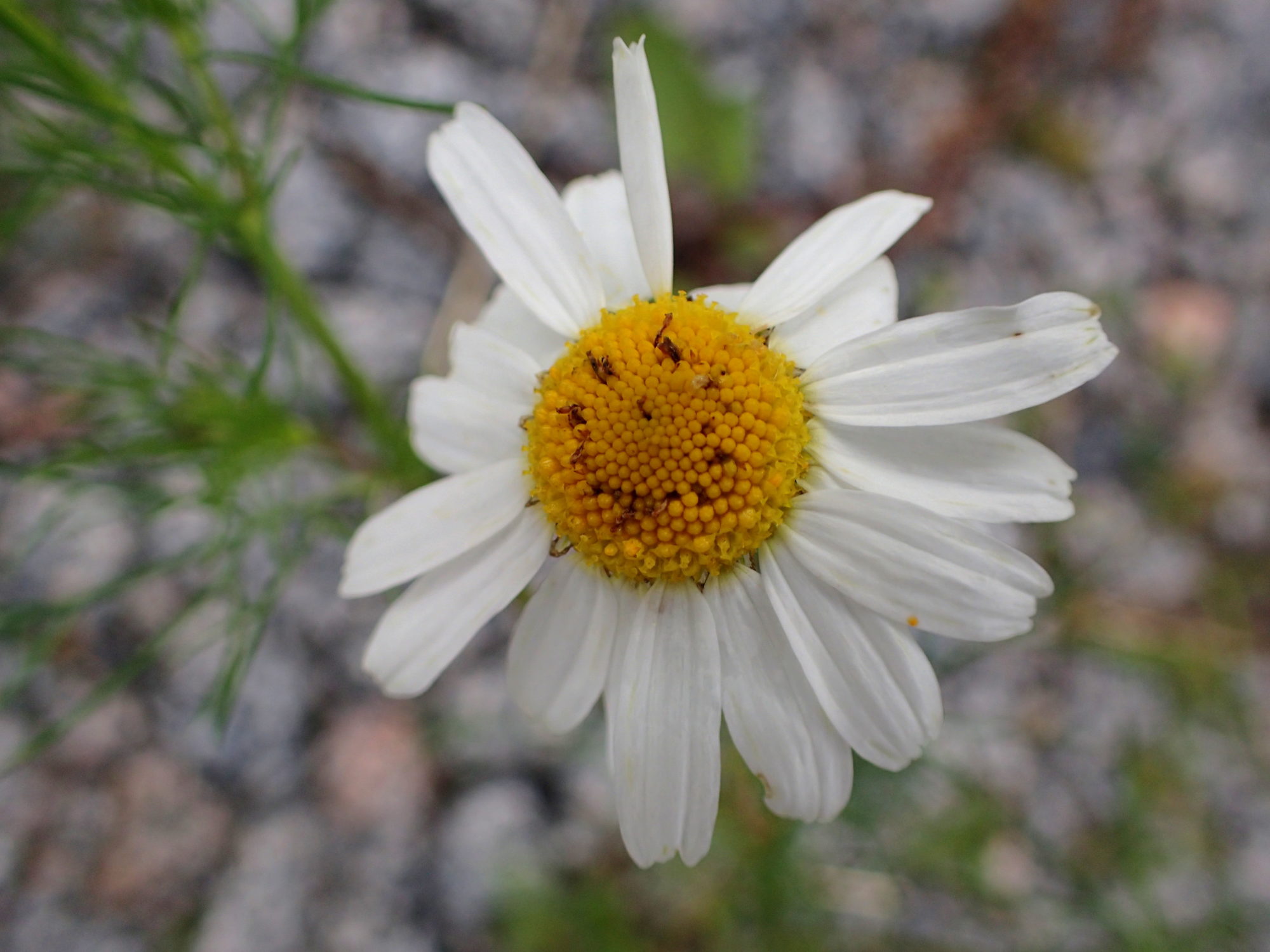 Valokuvaaja: Heidi Rikala