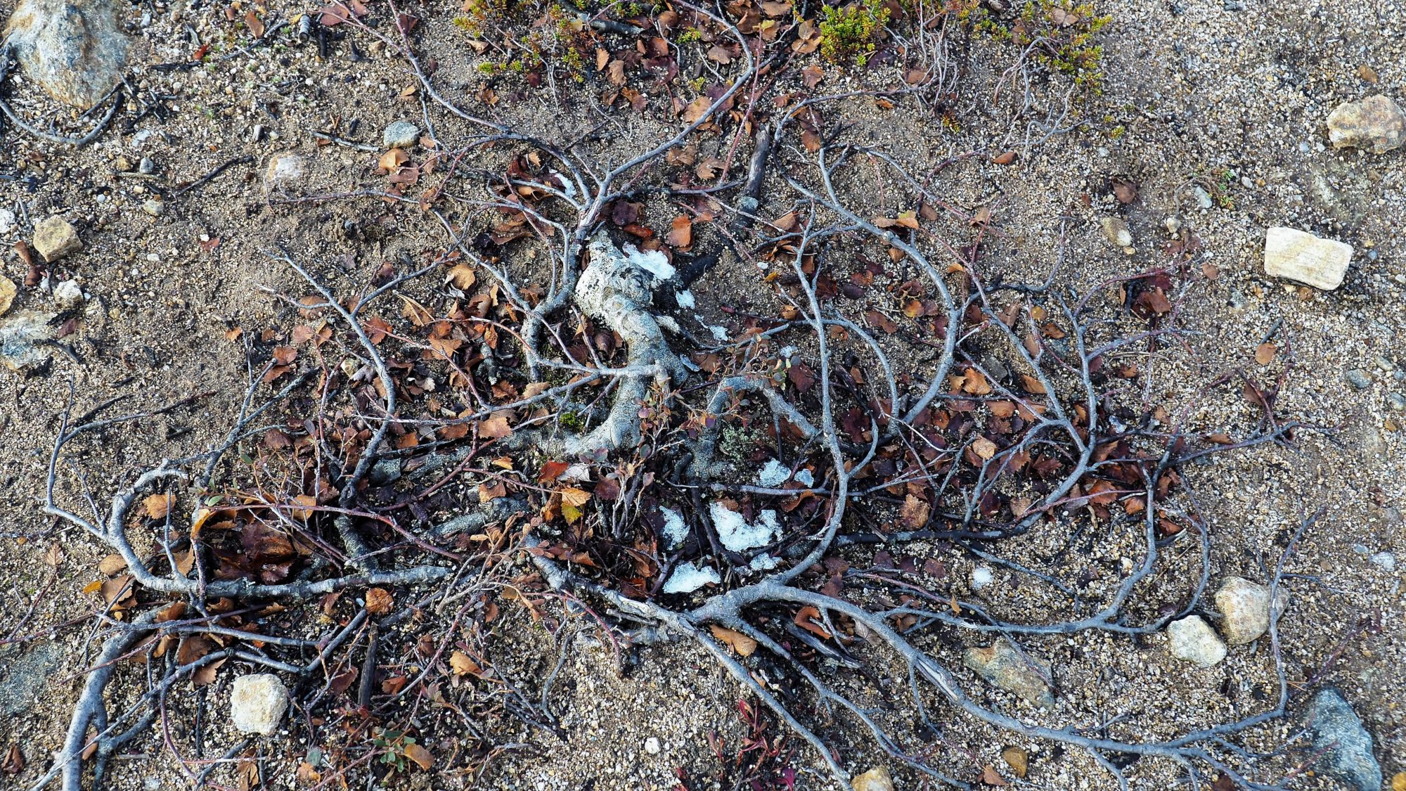 Valokuvaaja: Arja Valtonen