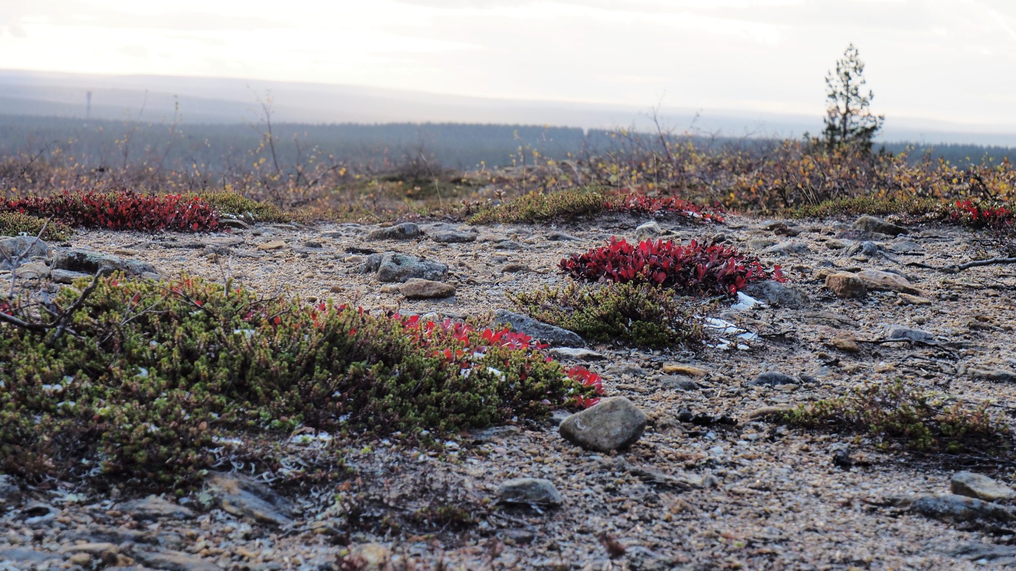 Valokuvaaja: Arja Valtonen Valokuvaaja: Arja Valtonen