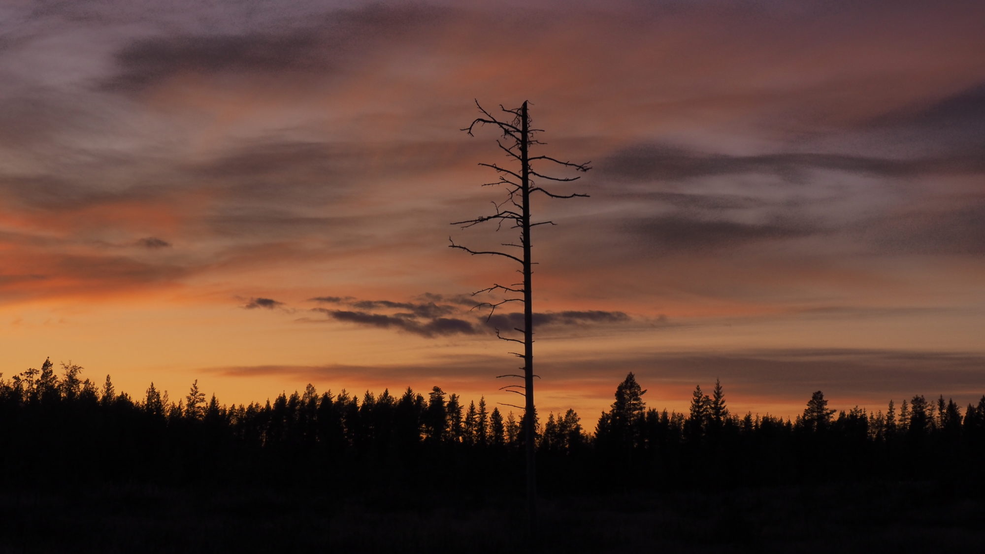 Valokuvaaja: Arja Valtonen