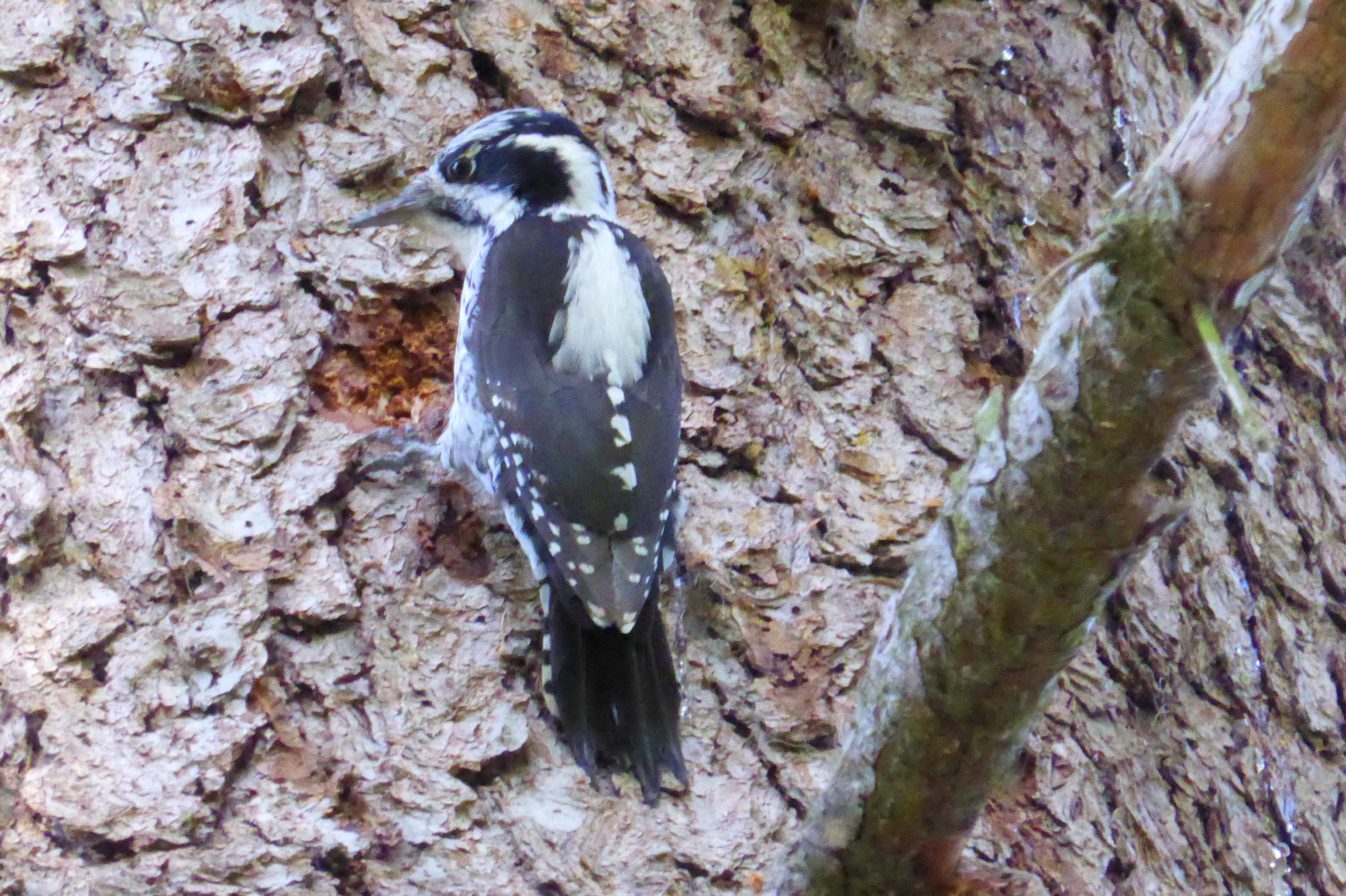 Valokuvaaja: Kaarlo Asikainen