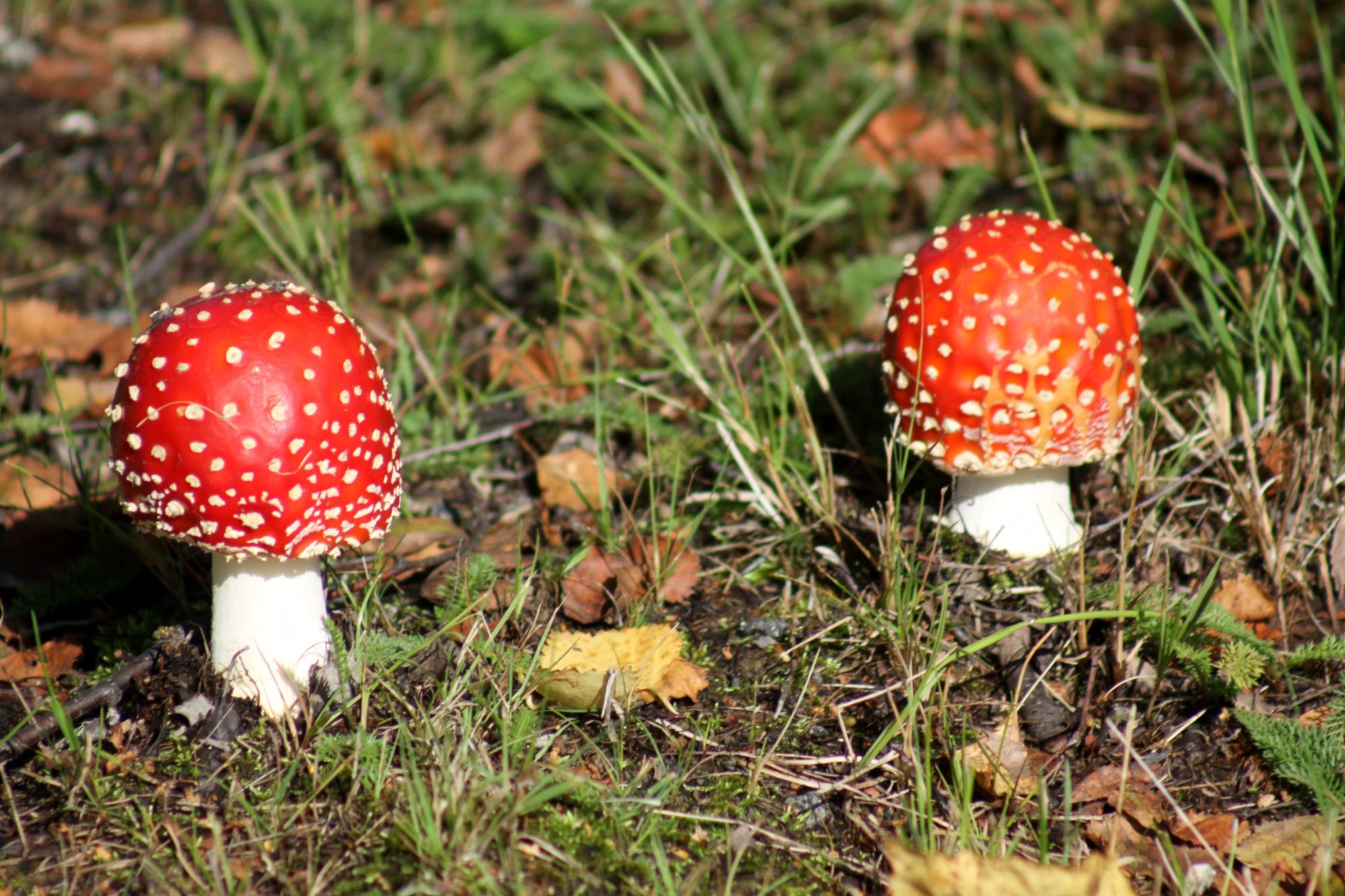 Valokuvaaja: Pirkko Siukonen