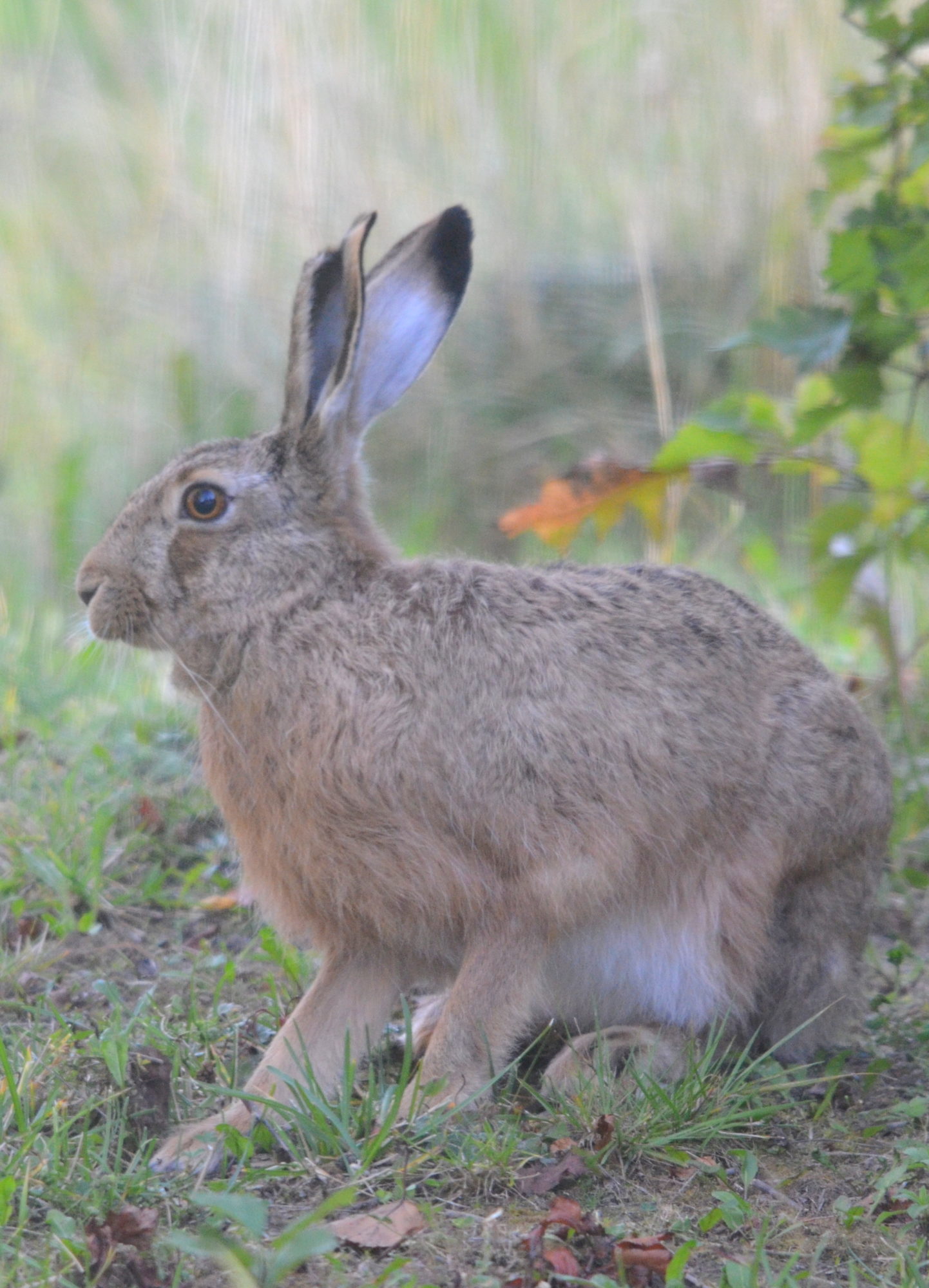 Valokuvaaja: Kaarlo Asikainen