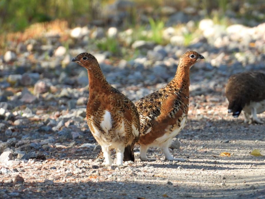 Valokuvaaja: Harri Kantola