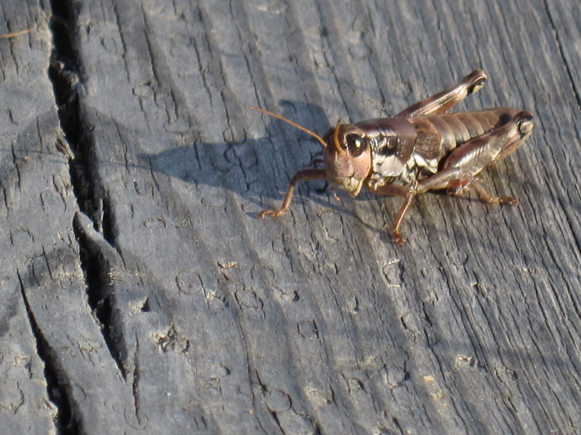 Valokuvaaja: Marita Portin Valokuvaaja: Marita Portin