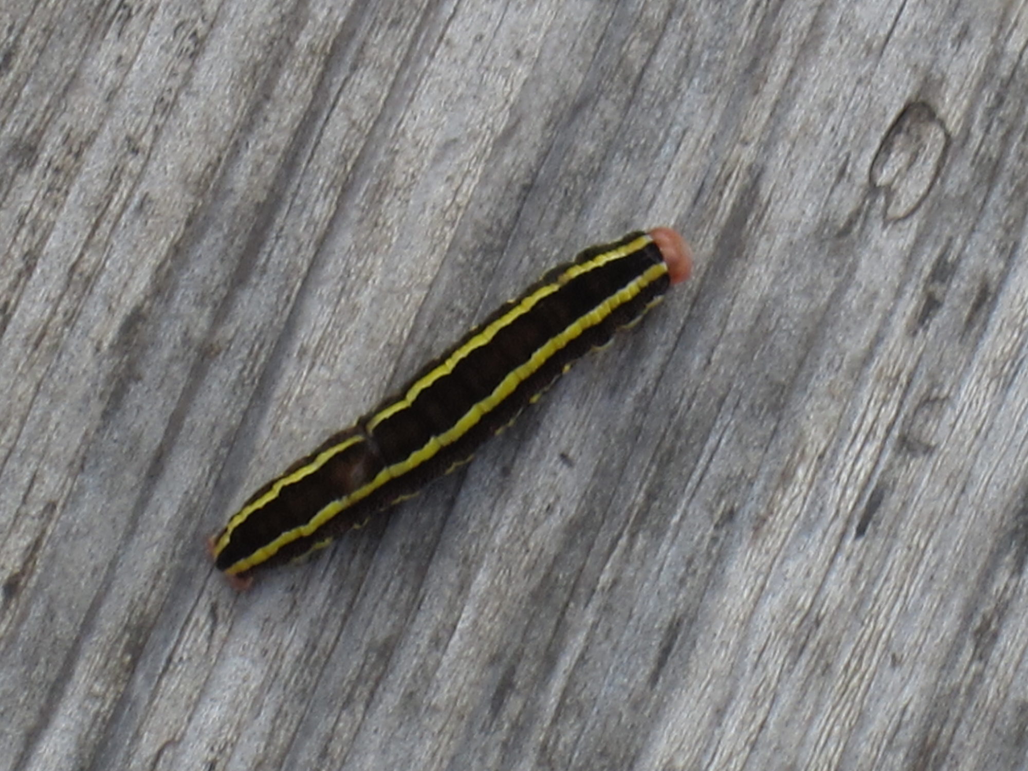 Valokuvaaja: Marita Portin