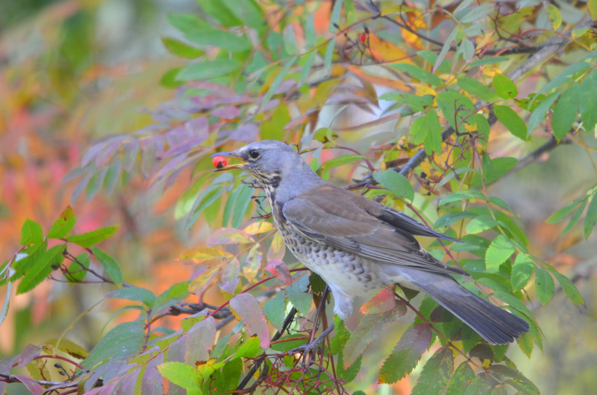 Valokuvaaja: Kaarlo Asikainen