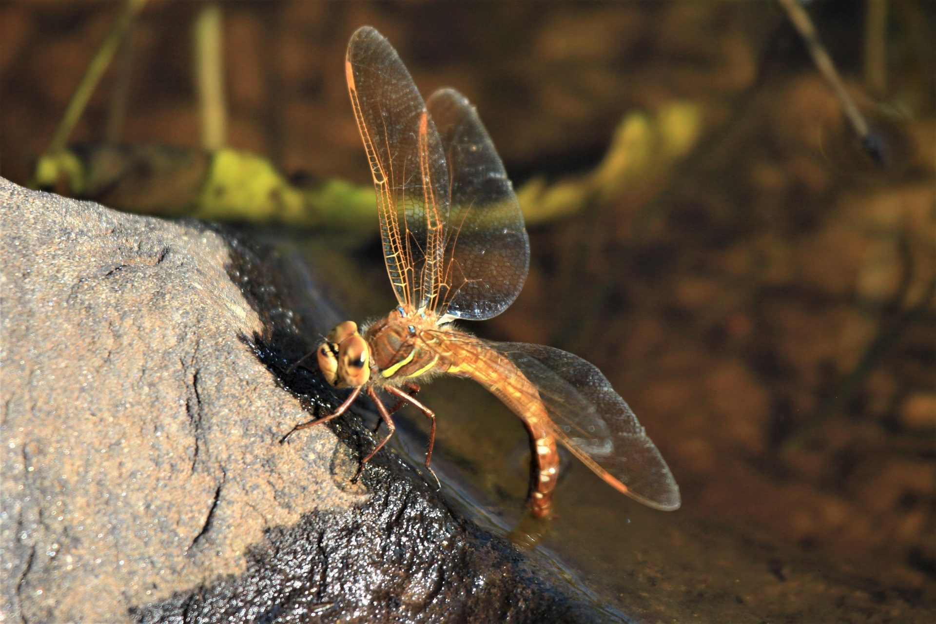 Valokuvaaja: Berndt Hannelius