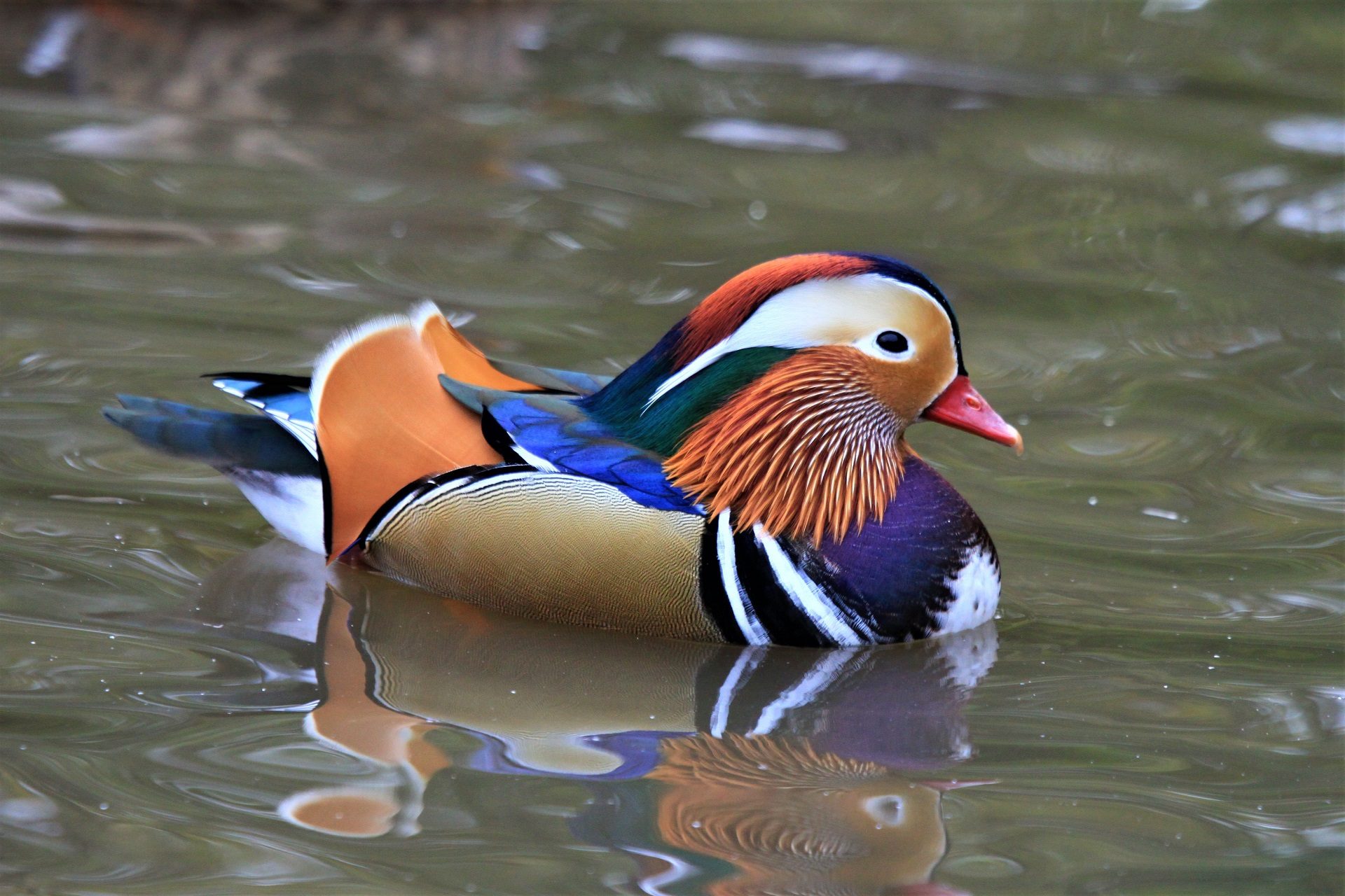 Valokuvaaja: Berndt Hannelius