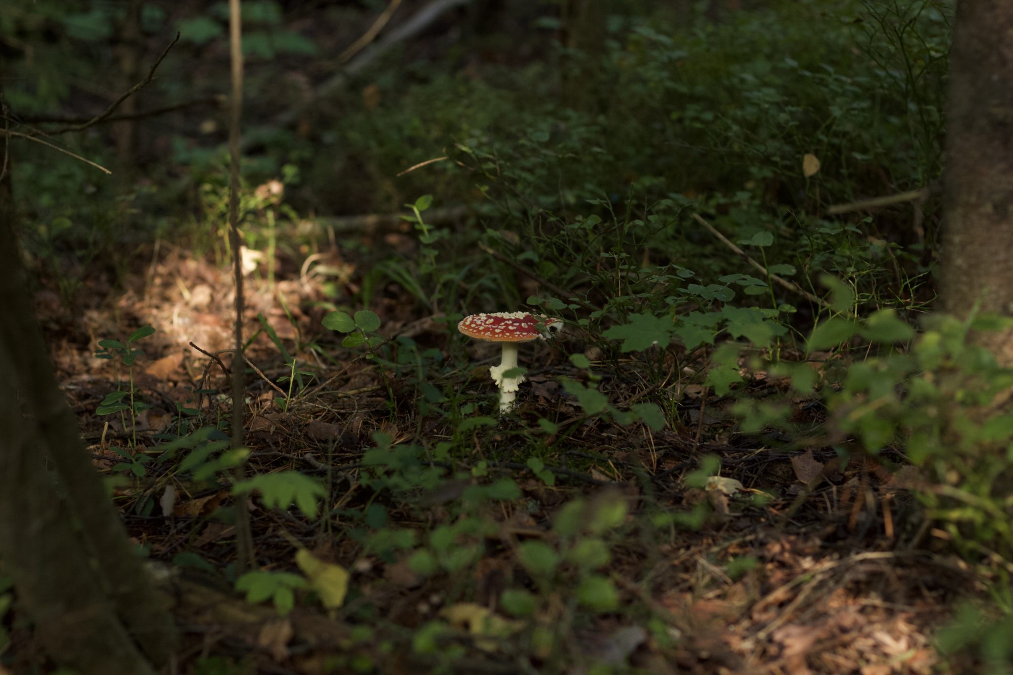 Valokuvaaja: Matti Hirvonen