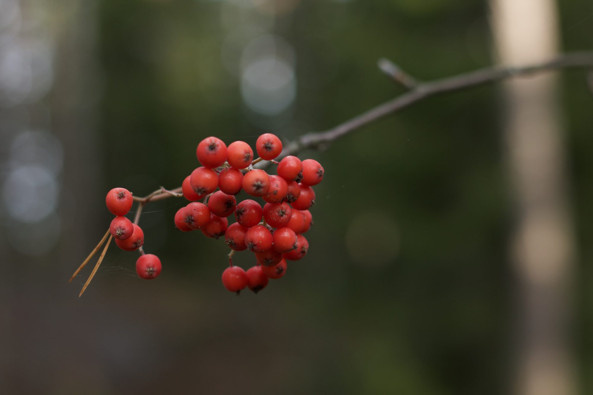 Valokuvaaja: Matti Hirvonen Valokuvaaja: Matti Hirvonen
