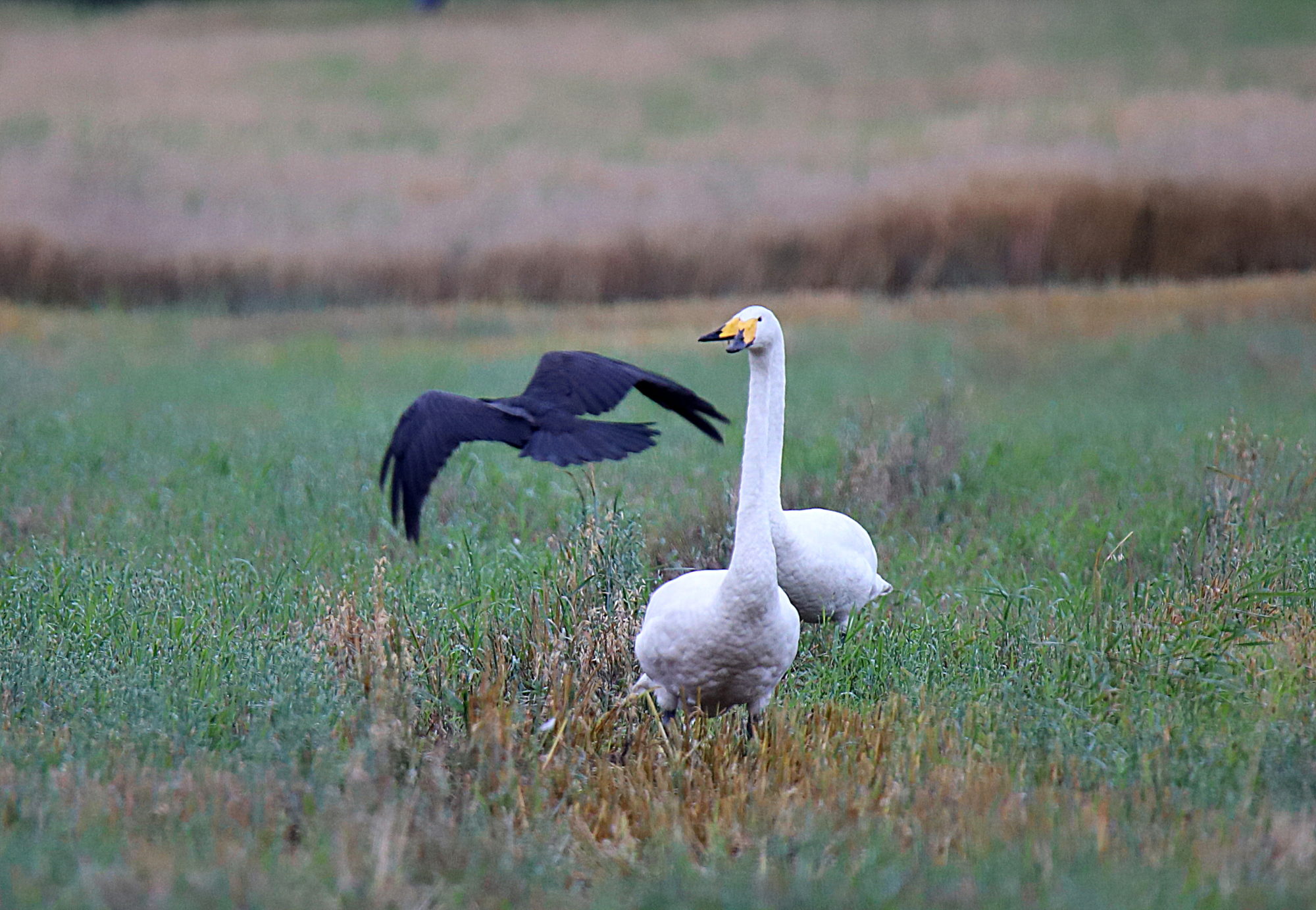 Valokuvaaja: sirpa jyske Valokuvaaja: sirpa jyske