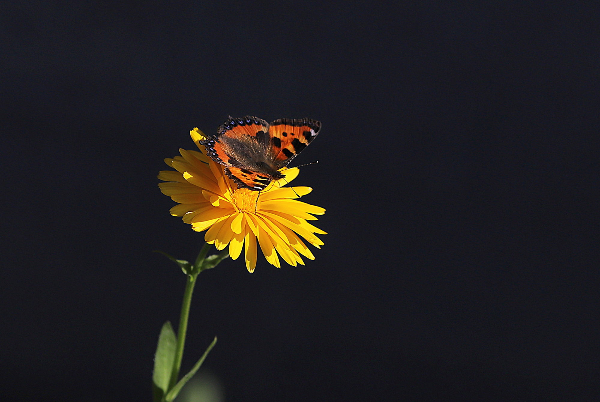 Valokuvaaja: sirpa jyske