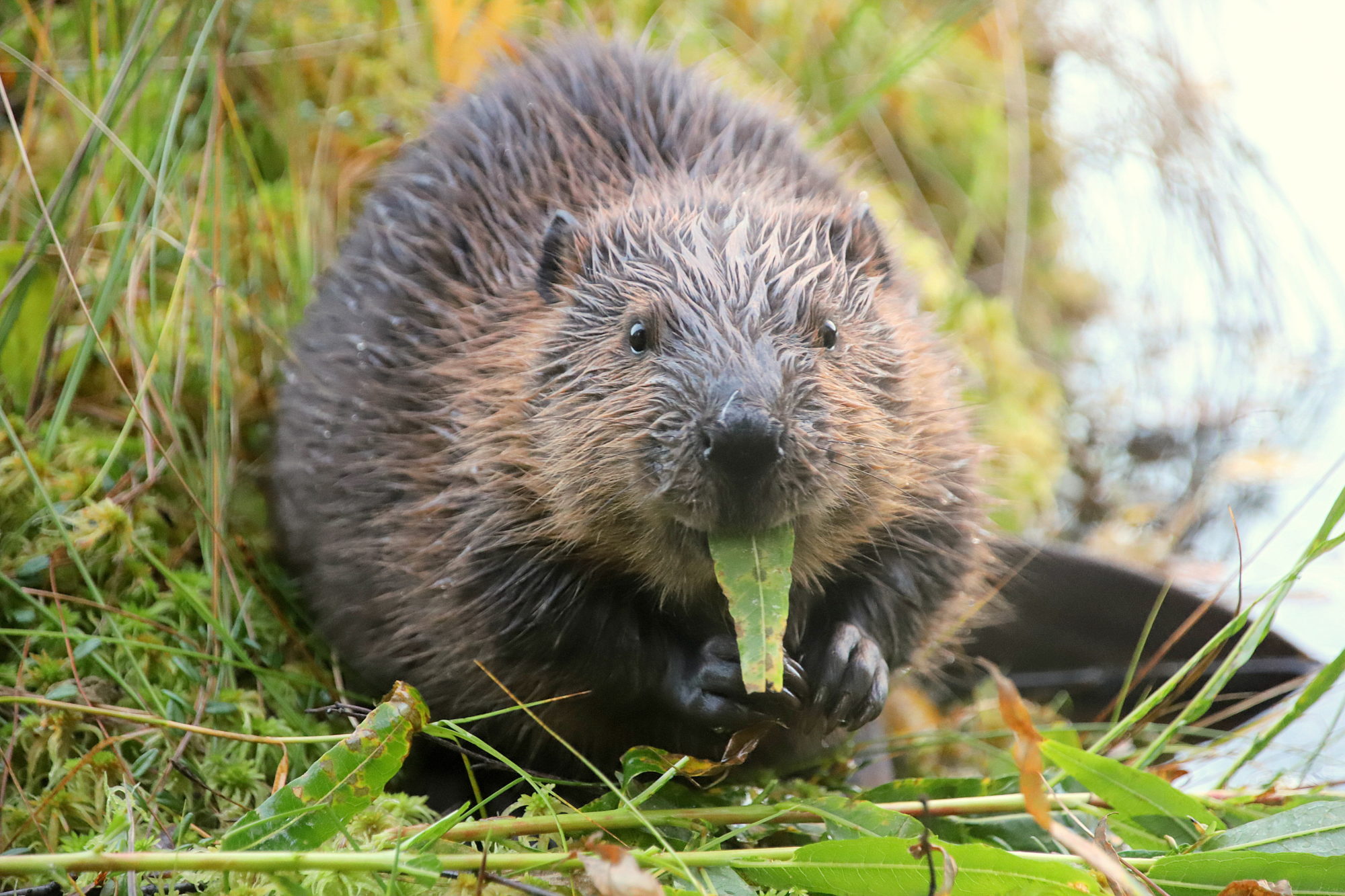 Valokuvaaja: sirpa jyske
