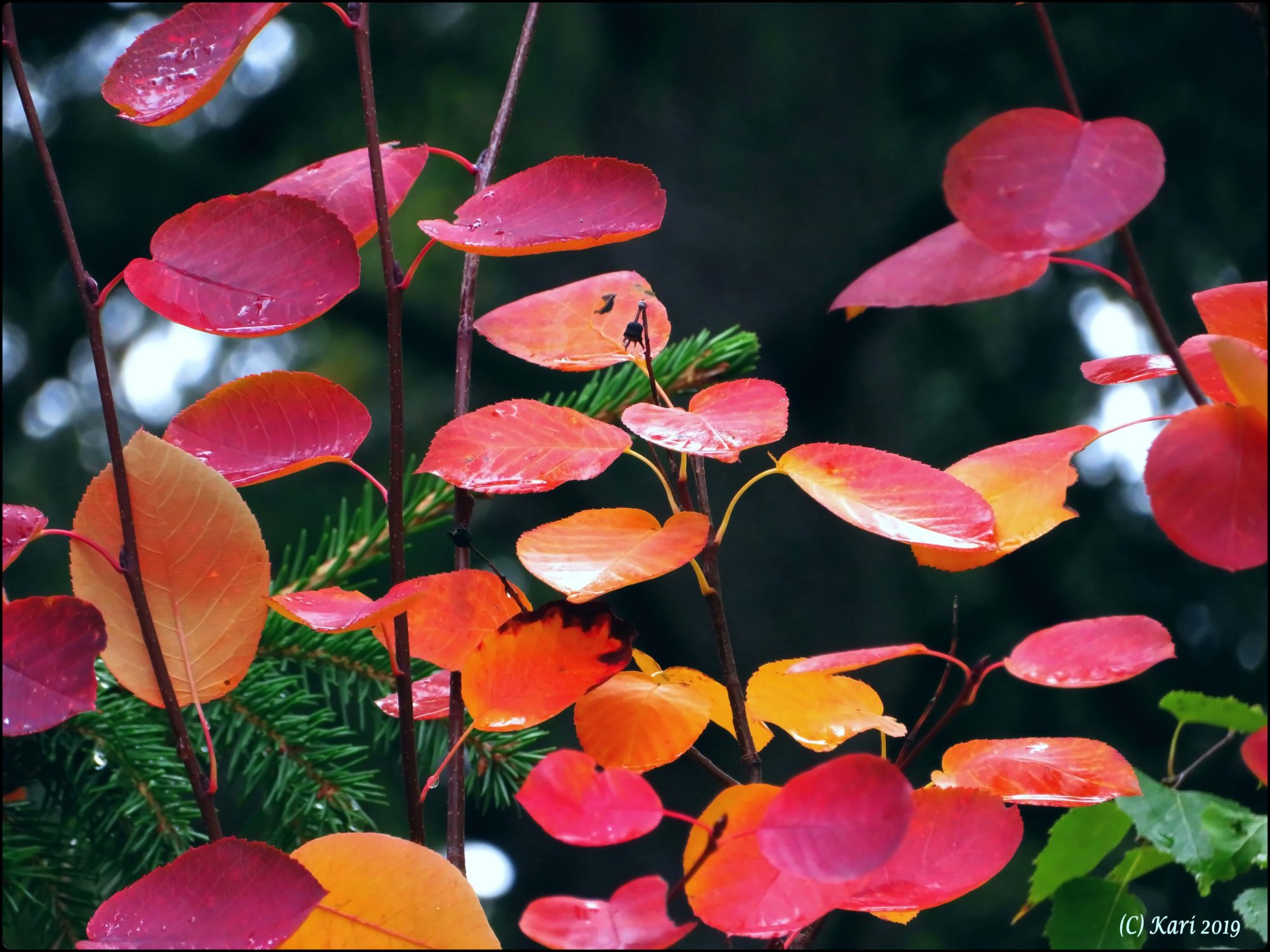 Valokuvaaja: Kari Saarinen