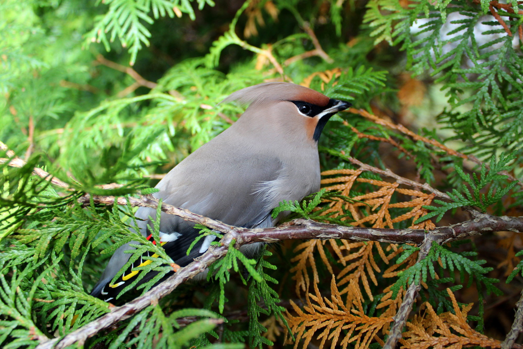 Valokuvaaja: Paula Savelius