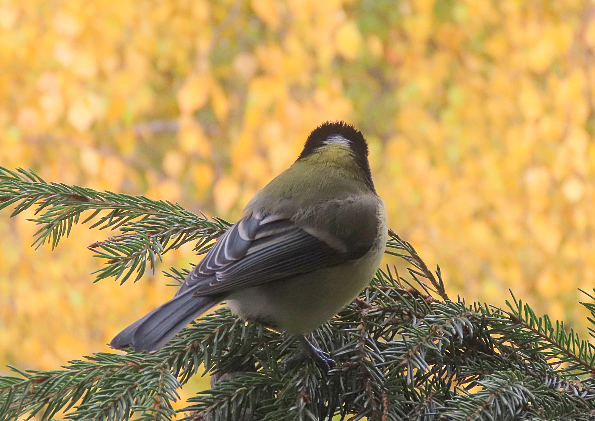 Valokuvaaja: vaittinen Jukka