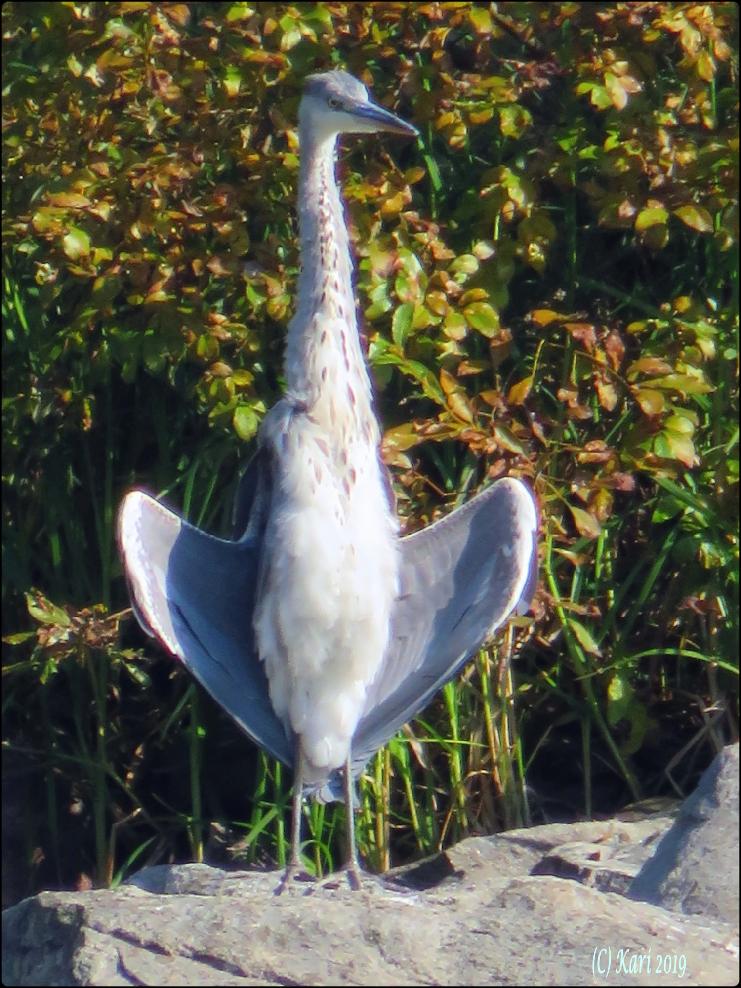 Valokuvaaja: Kari Saarinen Valokuvaaja: Kari Saarinen