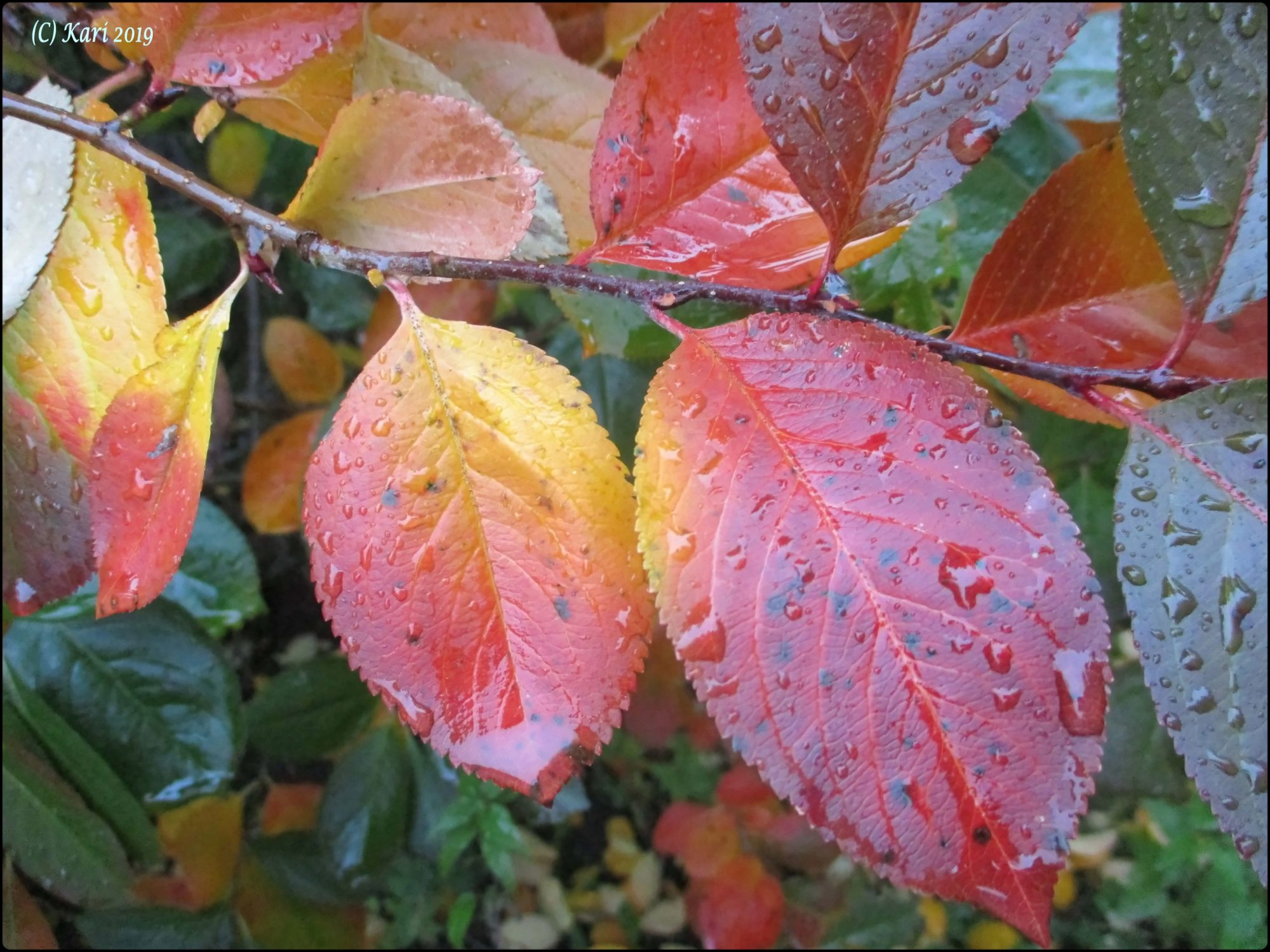 Valokuvaaja: Kari Saarinen Valokuvaaja: Kari Saarinen