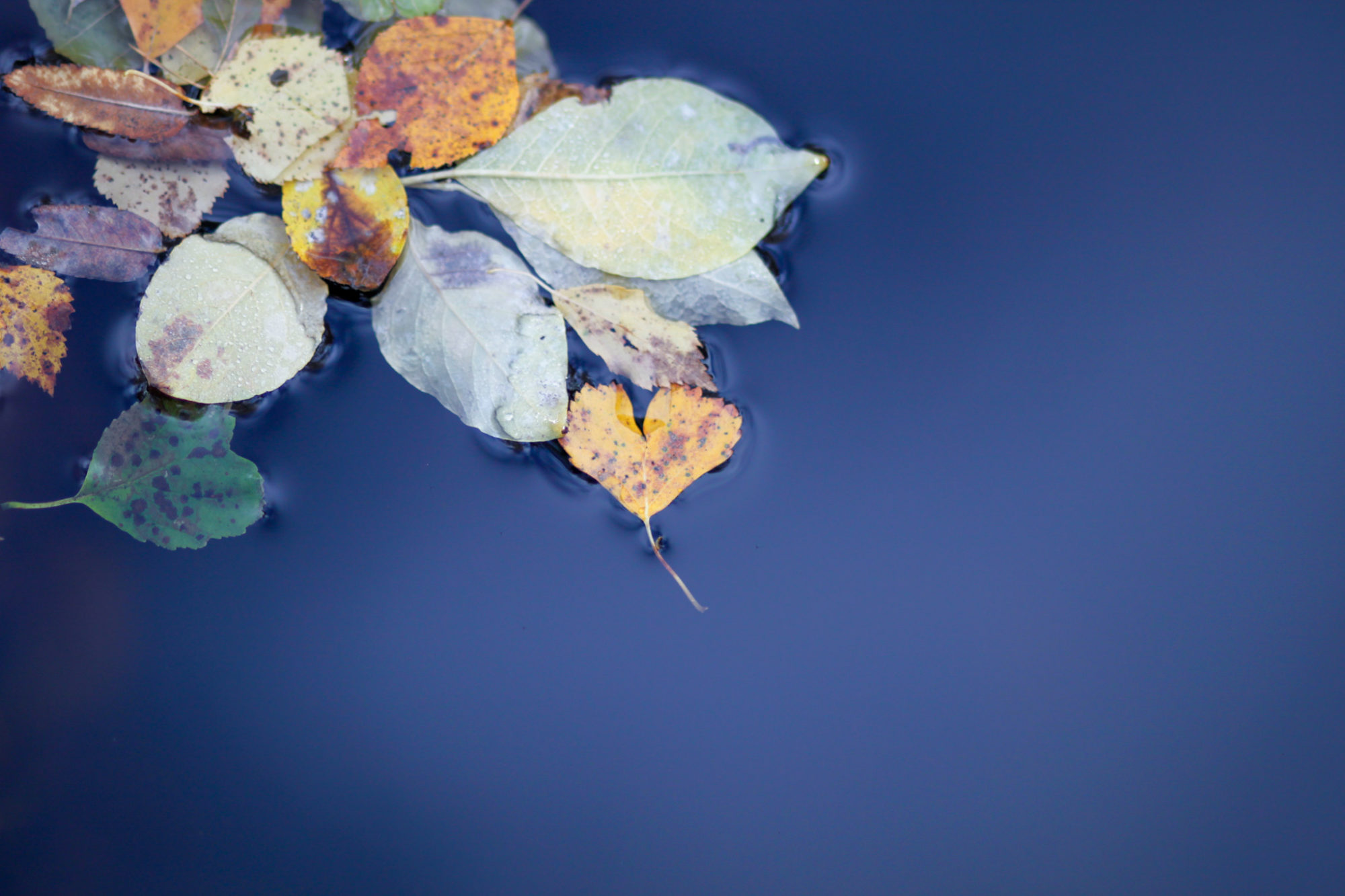 Valokuvaaja: Eeva Launiainen