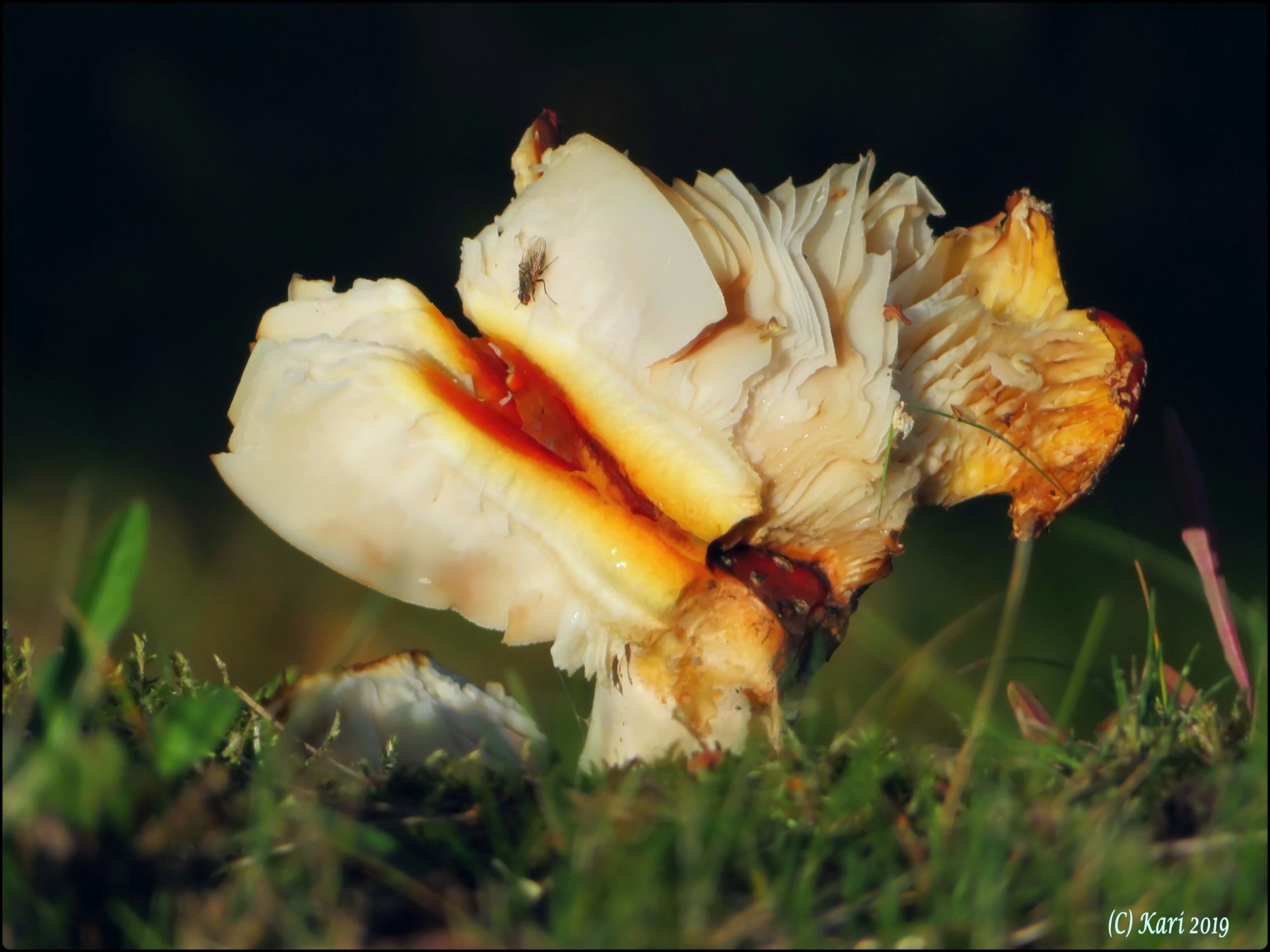 Valokuvaaja: Kari Saarinen