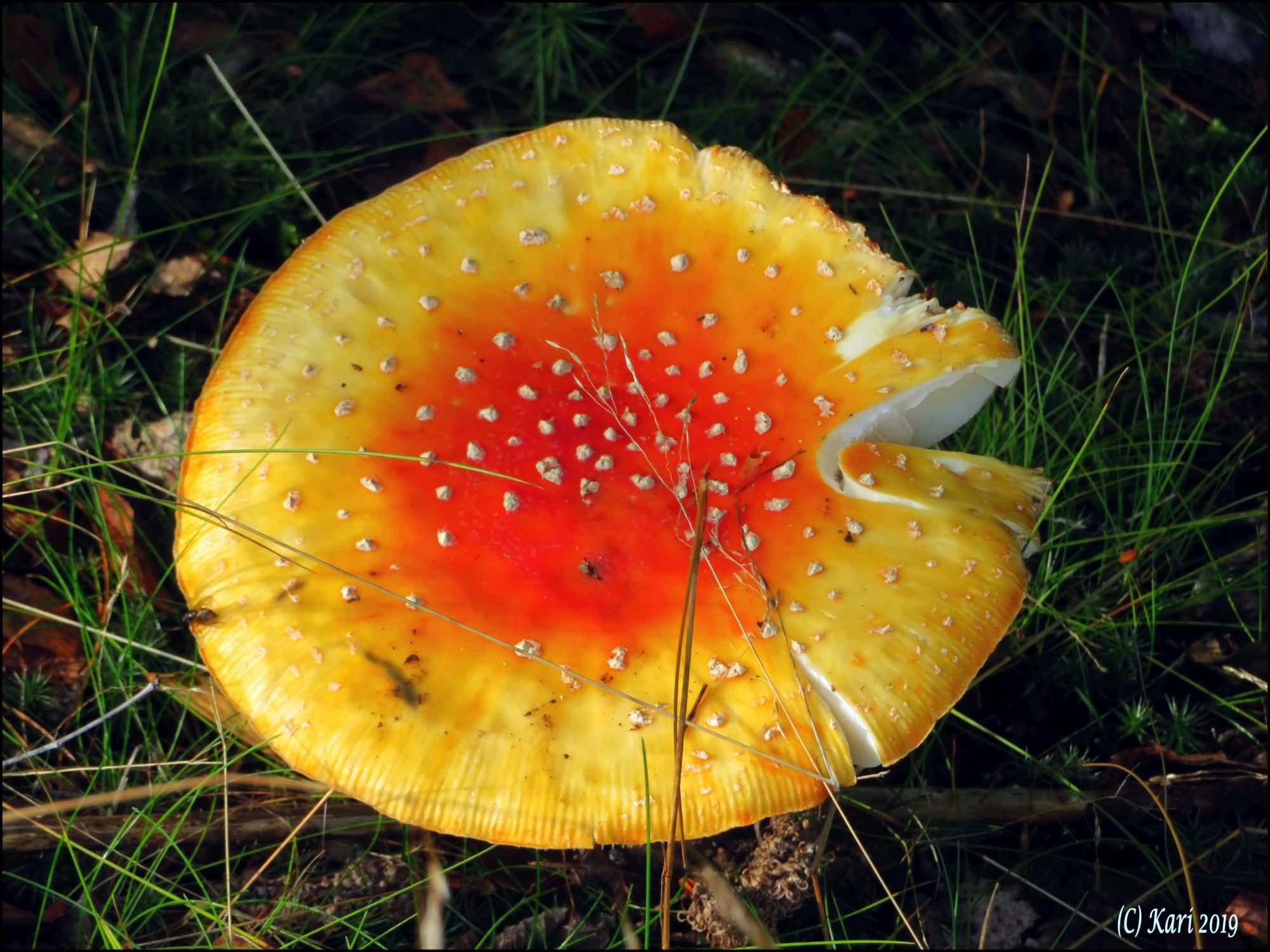 Valokuvaaja: Kari Saarinen Valokuvaaja: Kari Saarinen