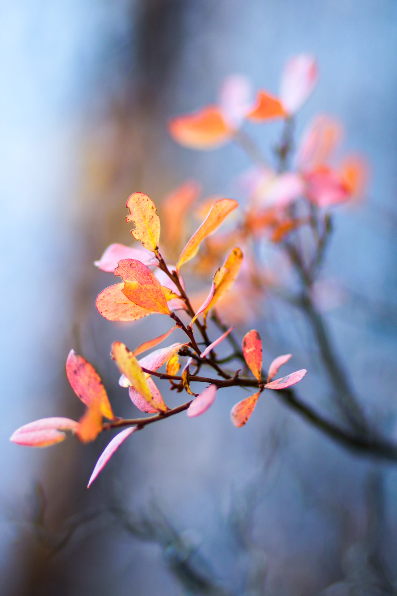 Valokuvaaja: Eeva Launiainen